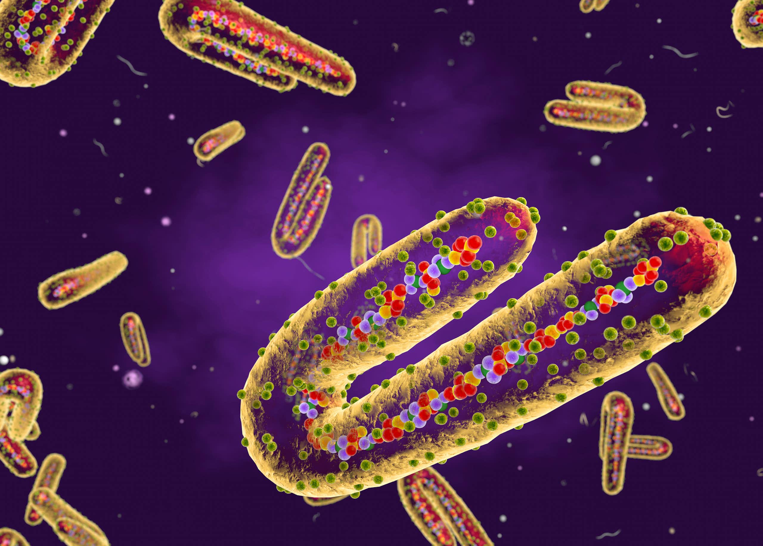 Marburg virus, cut-away illustration.