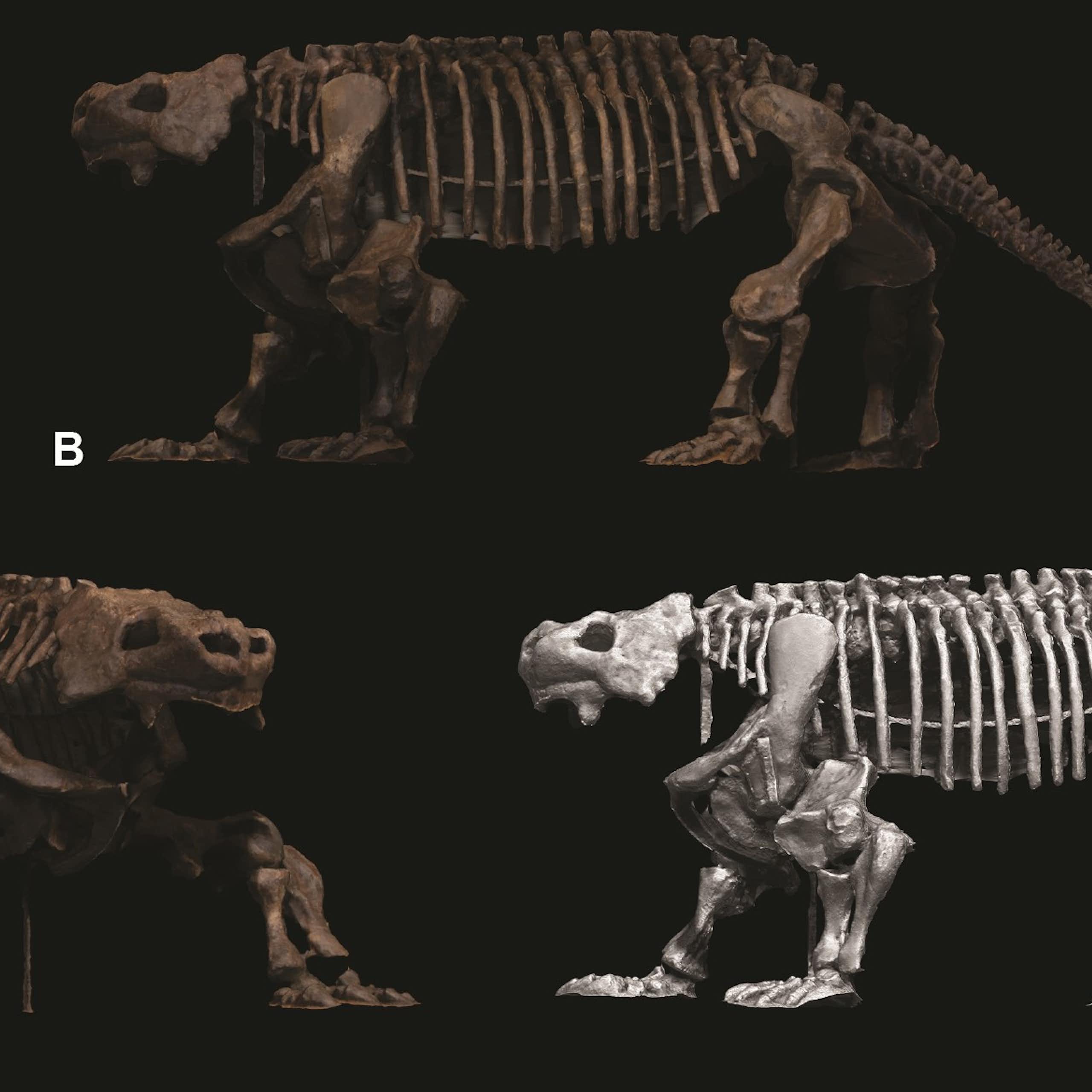 Three views of a large, squat animal's skeleton are shown at slightly varying angles against a black background