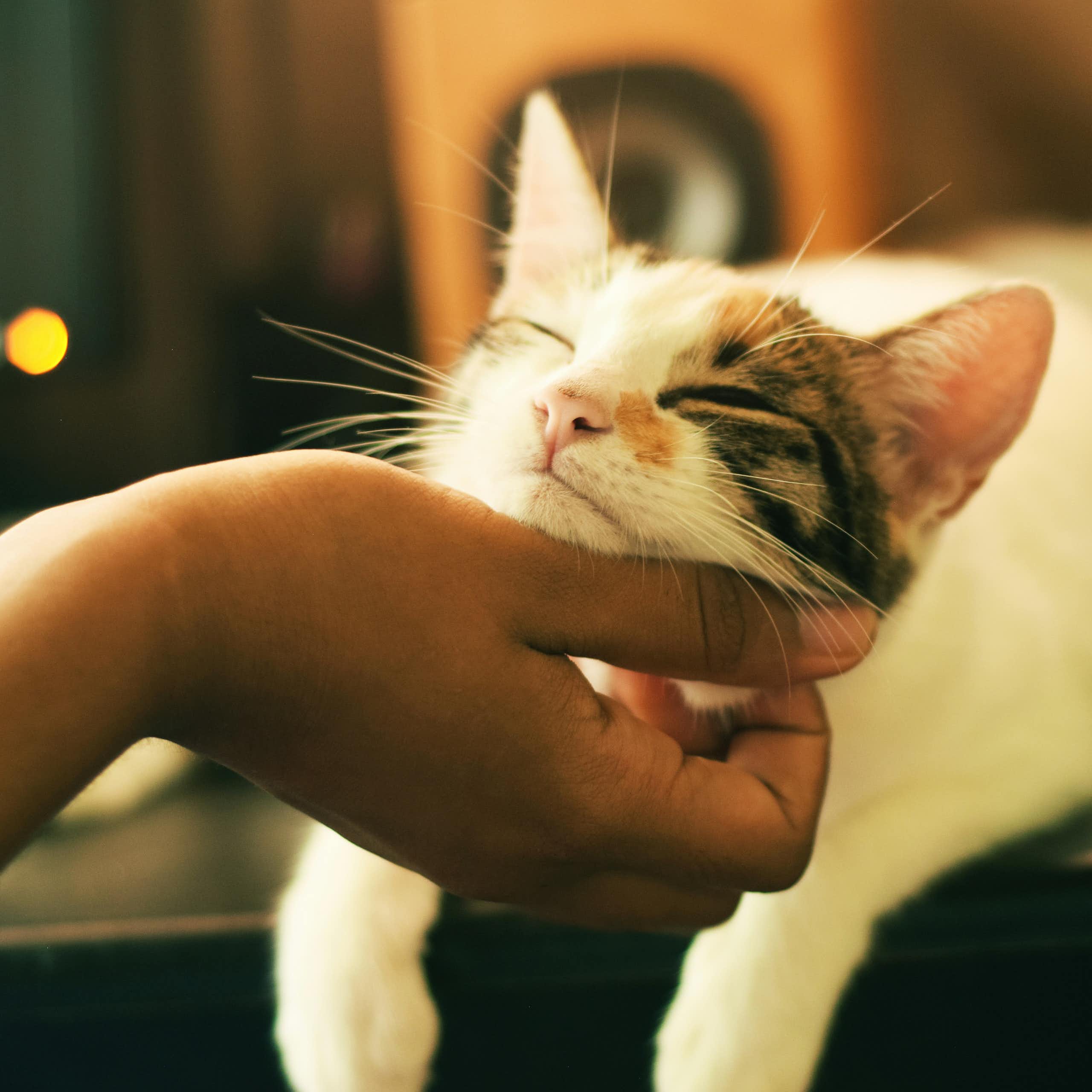 Les chats sont-ils bons pour la santé ?