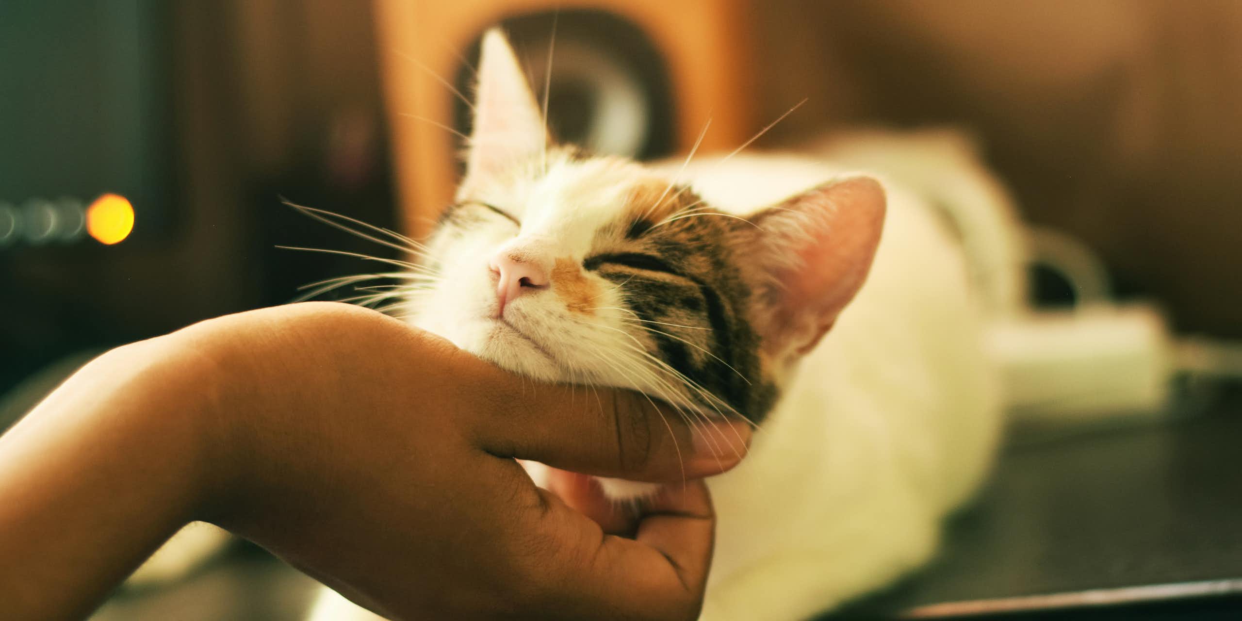 Les chats sont-ils bons pour la santé ?