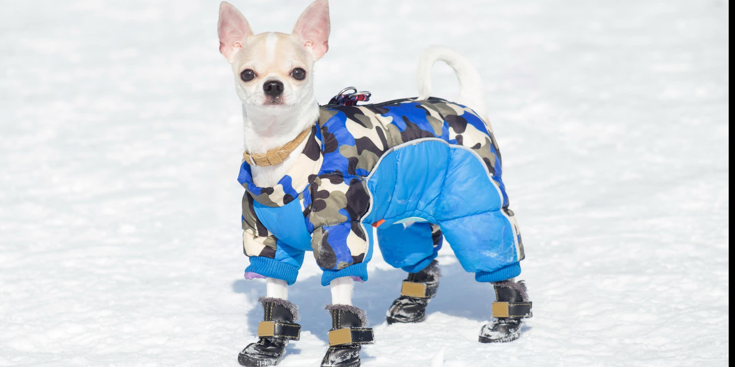 Chihuahua à poil court en manteau et bottes dans la neige
