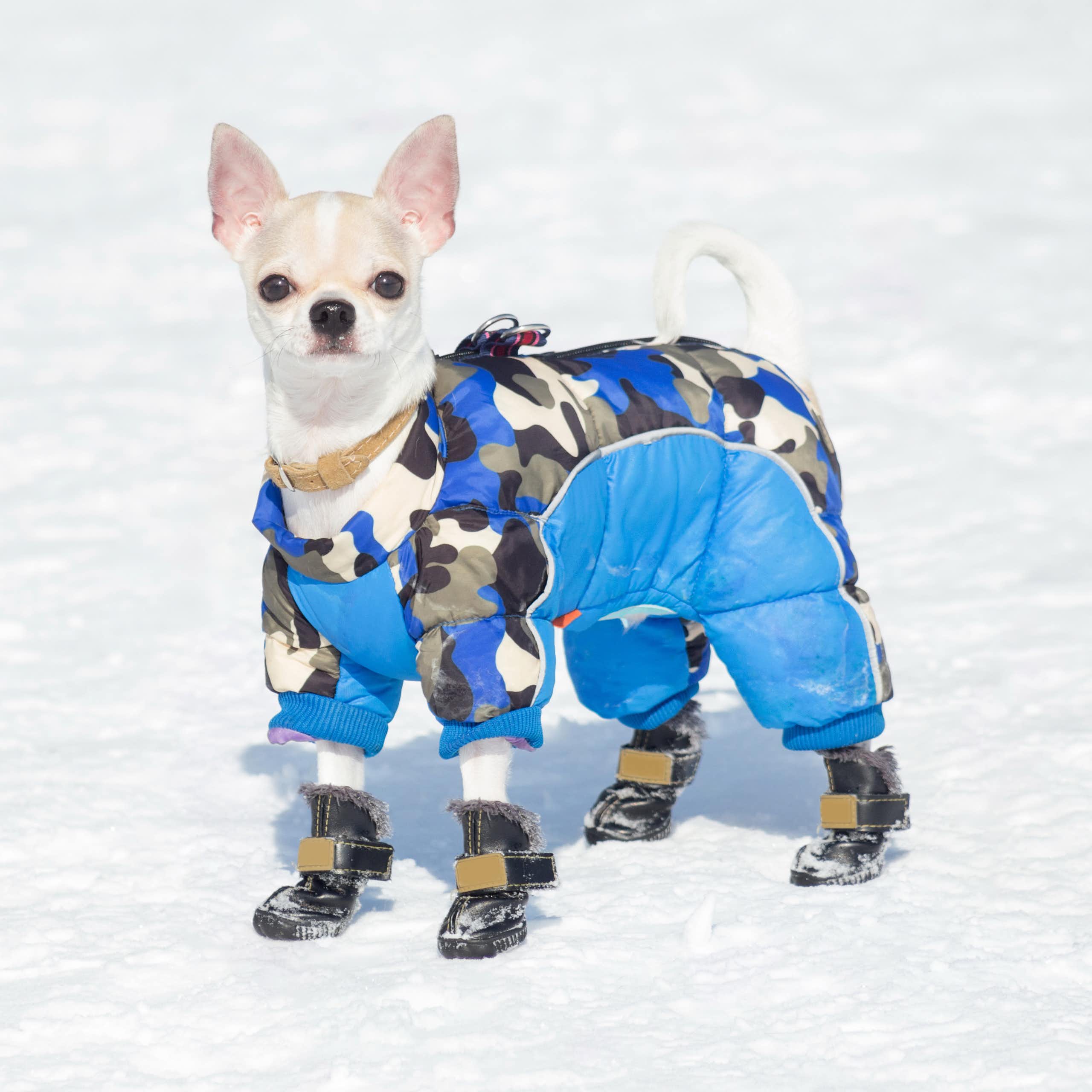 Chihuahua à poil court en manteau et bottes dans la neige