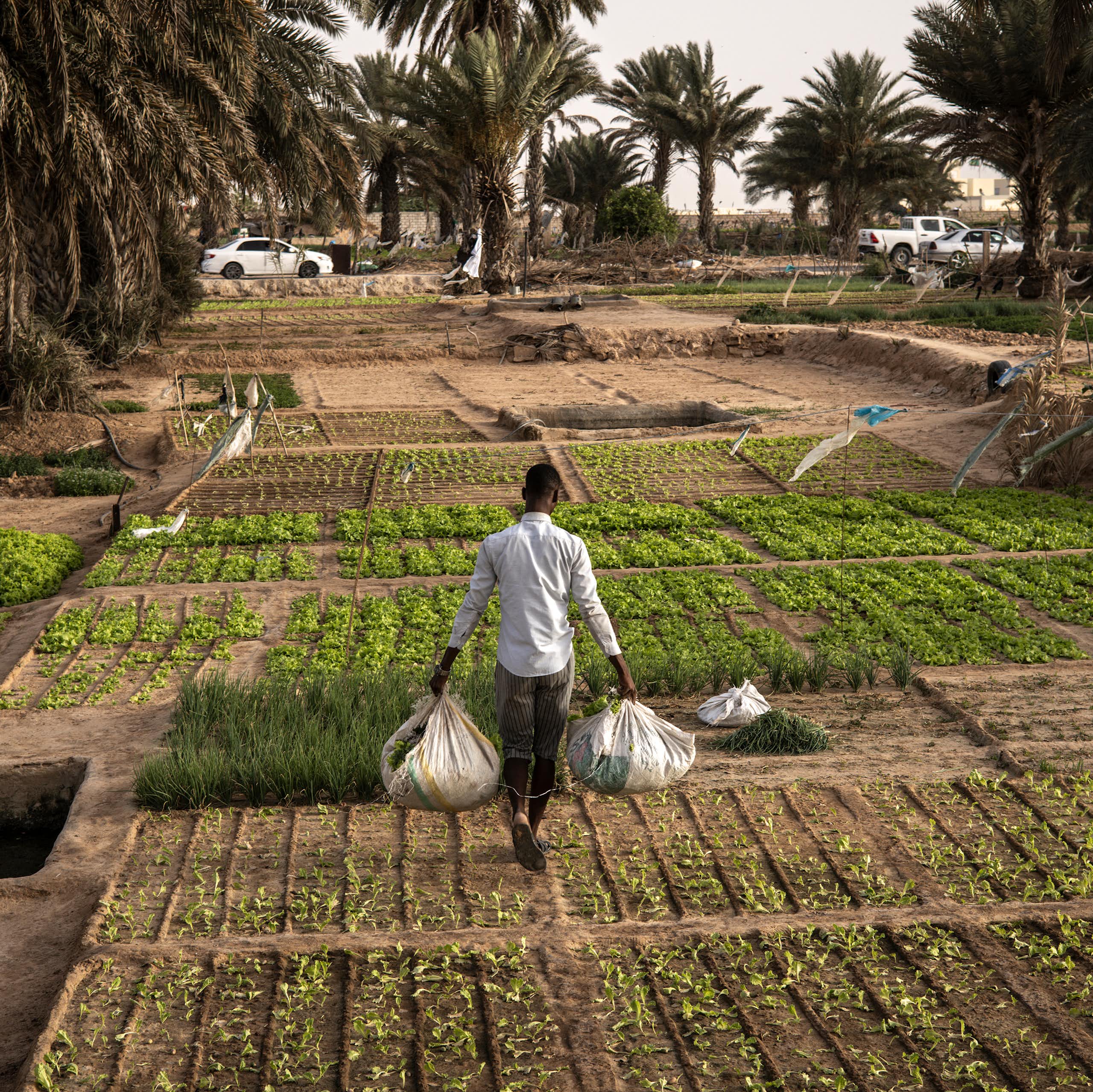 A person carrying two sacks of vegetables walks through a small garden in a city