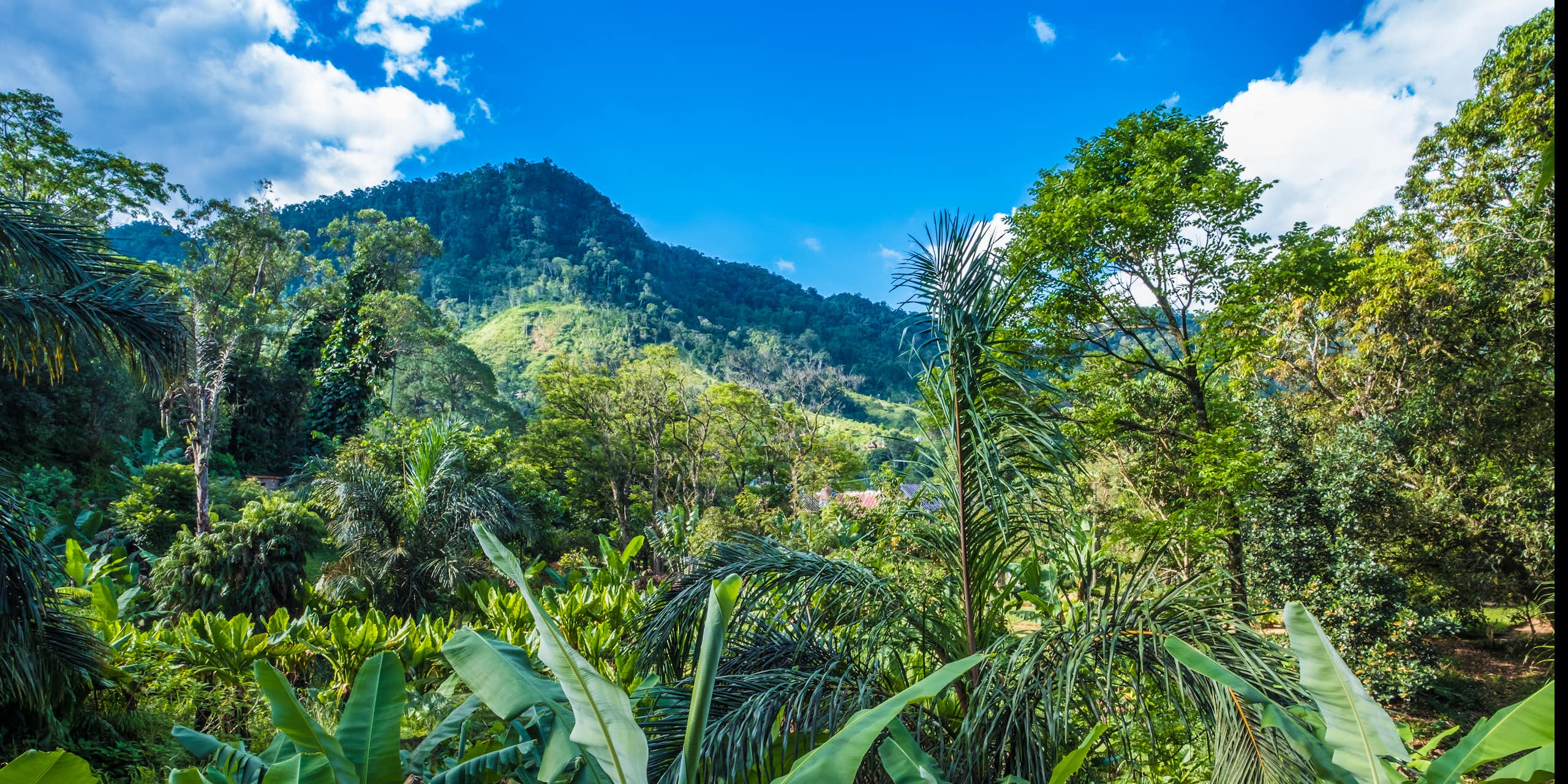 A lush green landscape full of trees and plants, with a tree-covered mountain in the background beneath a blue sky