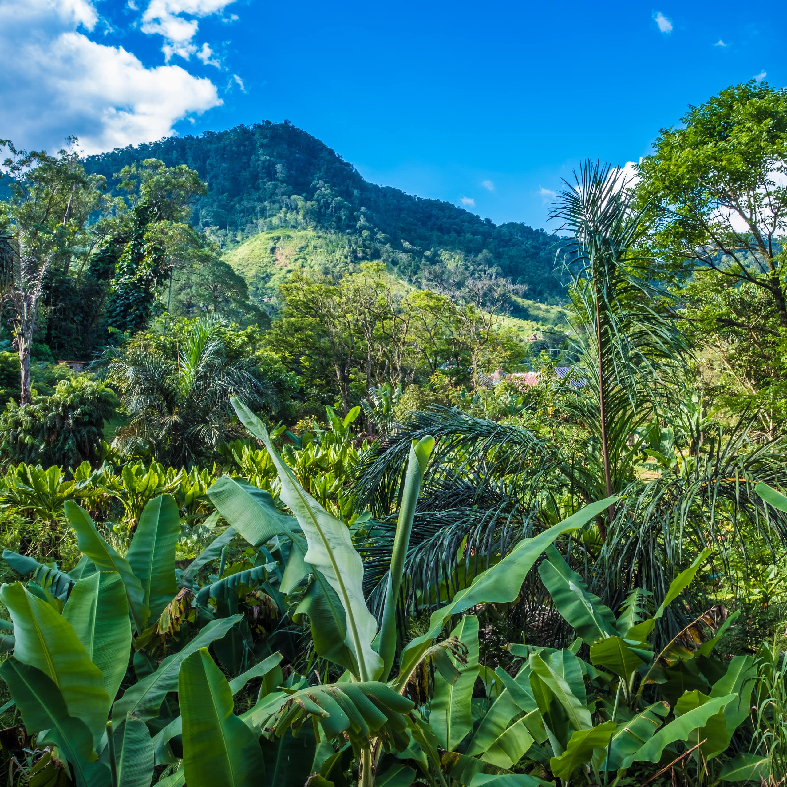 A lush green landscape full of trees and plants, with a tree-covered mountain in the background beneath a blue sky