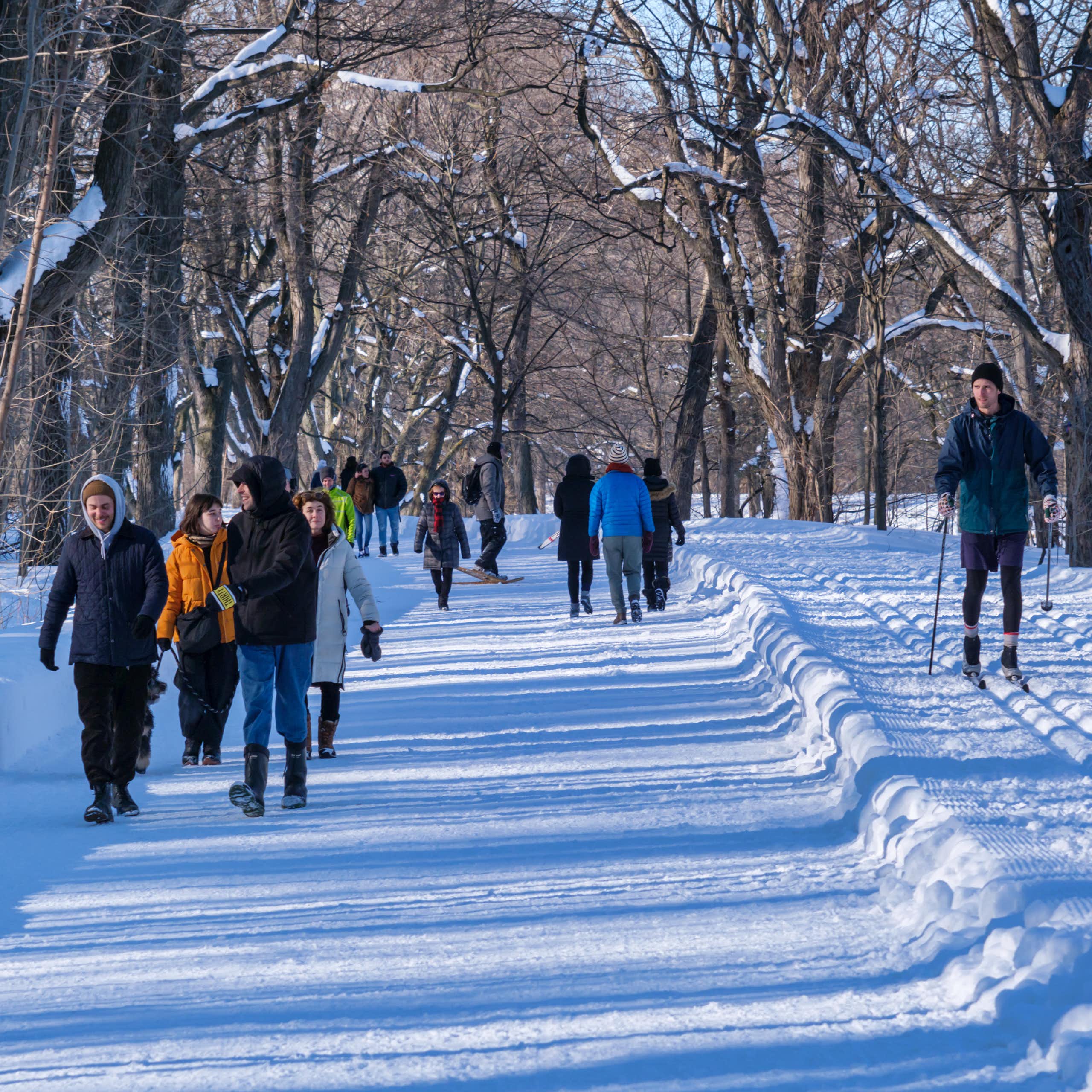 Des gens marchent ou font du ski de fond sur une allée enneigée, entourée d'arbres