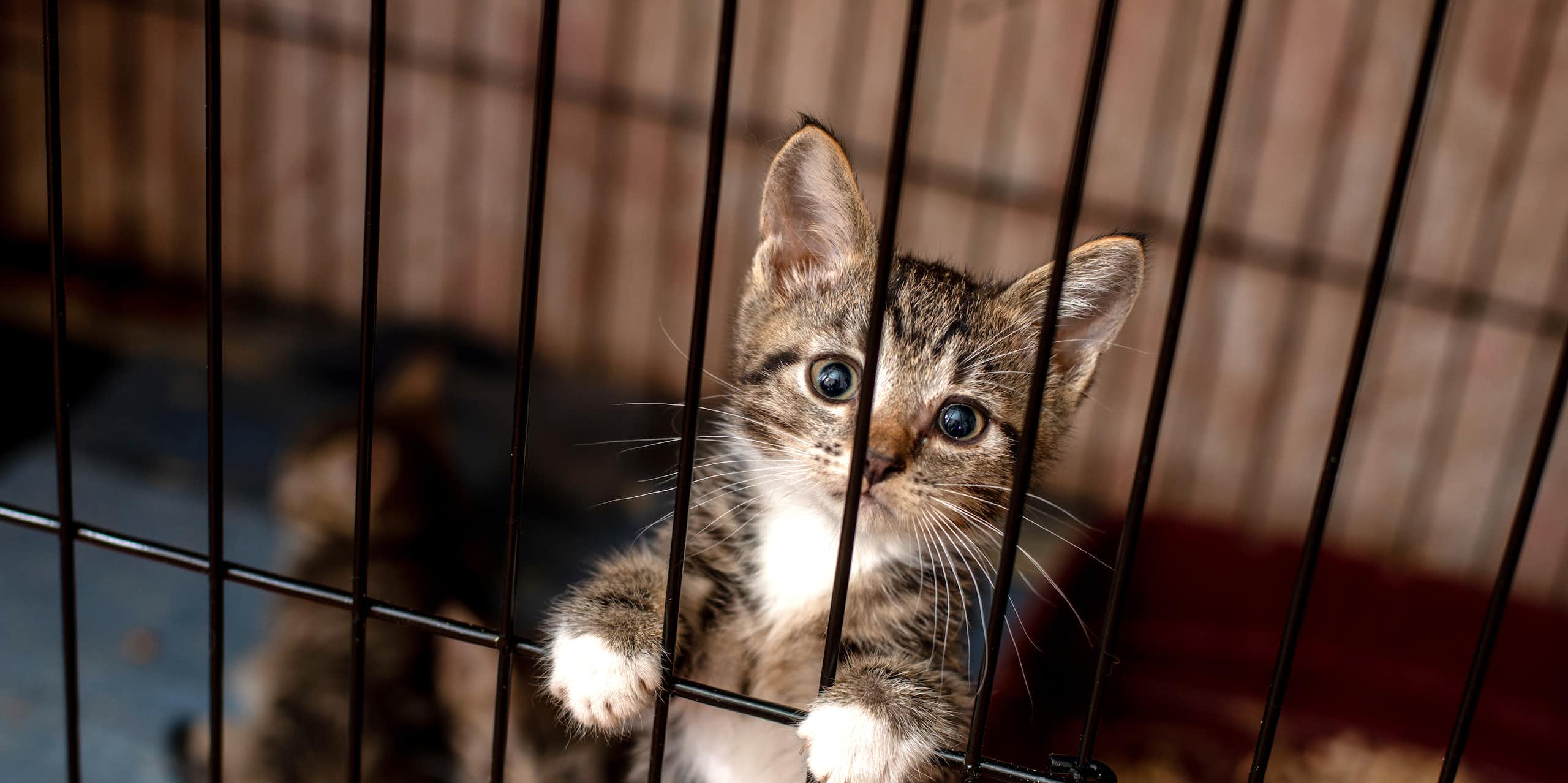 Um gatinho fica sobre as patas traseiras em uma gaiola.