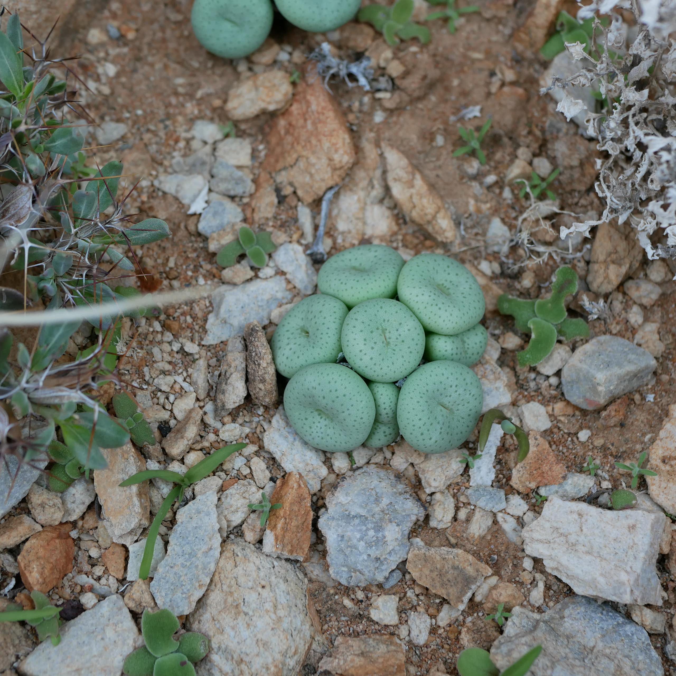 A tiny plant made up of round green discs nestles between rocks in the sand outdoors