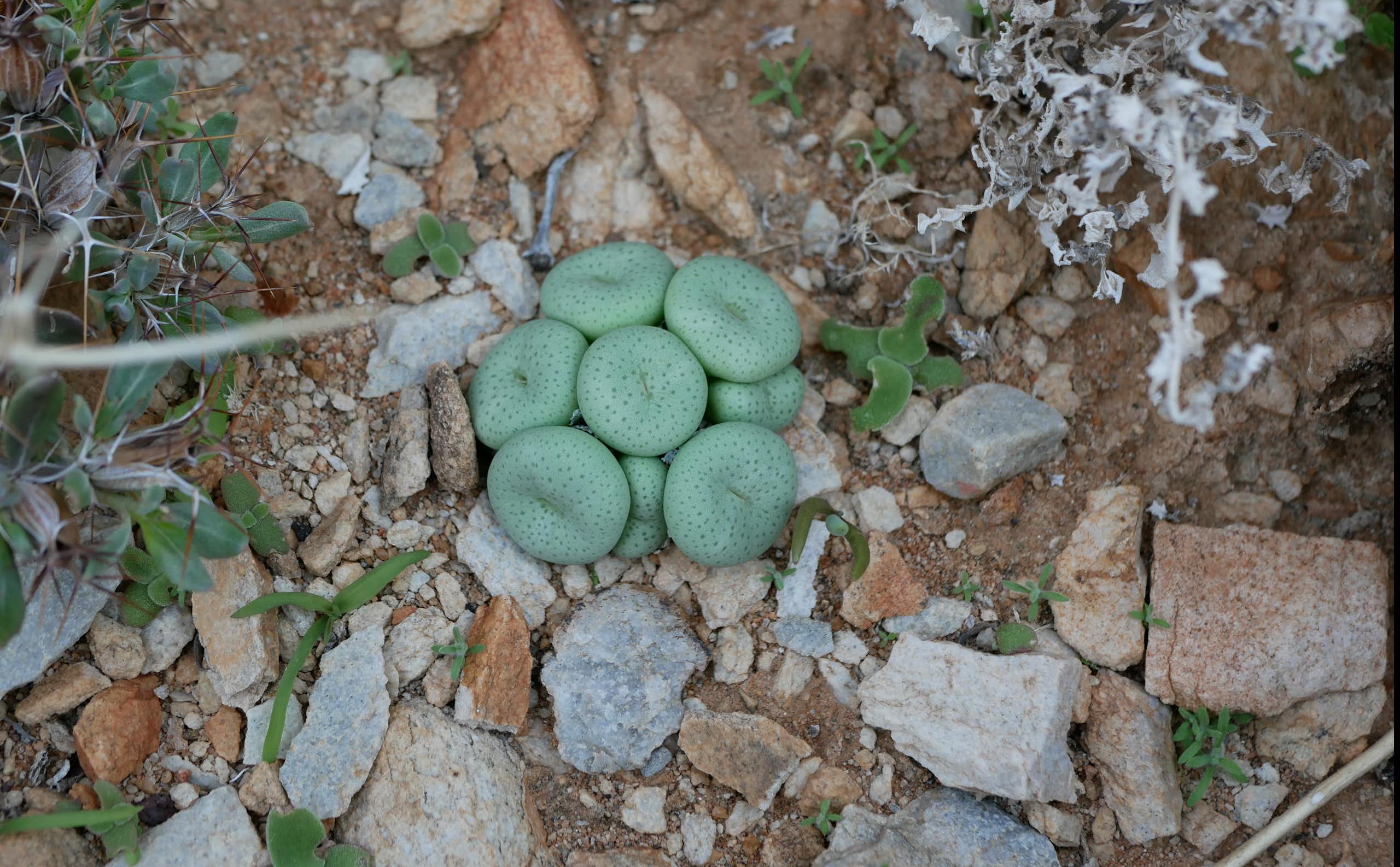 A tiny plant made up of round green discs nestles between rocks in the sand outdoors