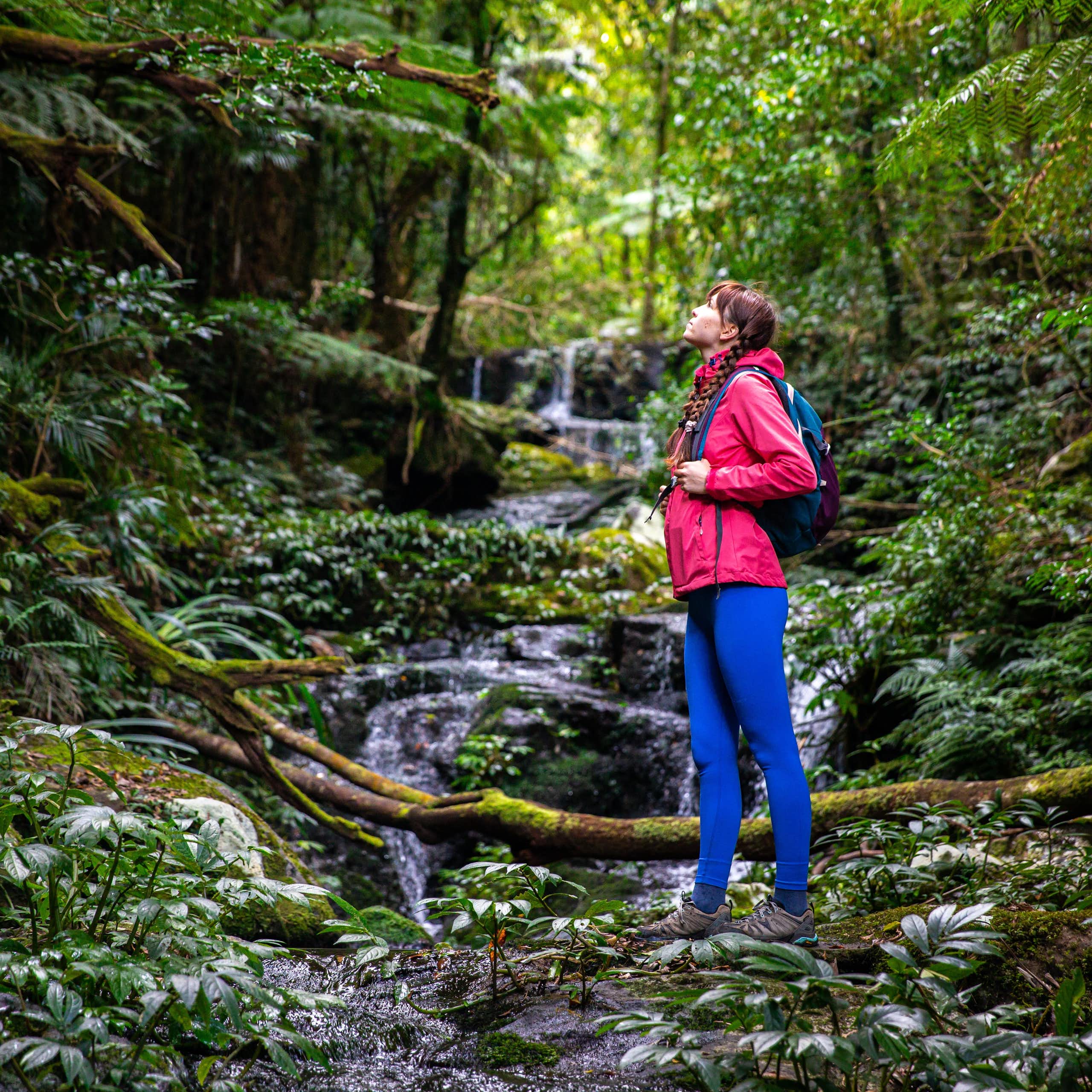 A woman hiking in a rainforest looks up to the treetops listening to nature, Lamington National Park in Queensland.