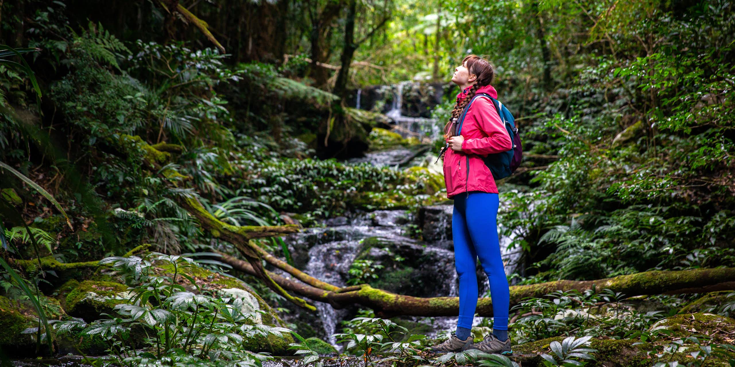 A woman hiking in a rainforest looks up to the treetops listening to nature, Lamington National Park in Queensland.