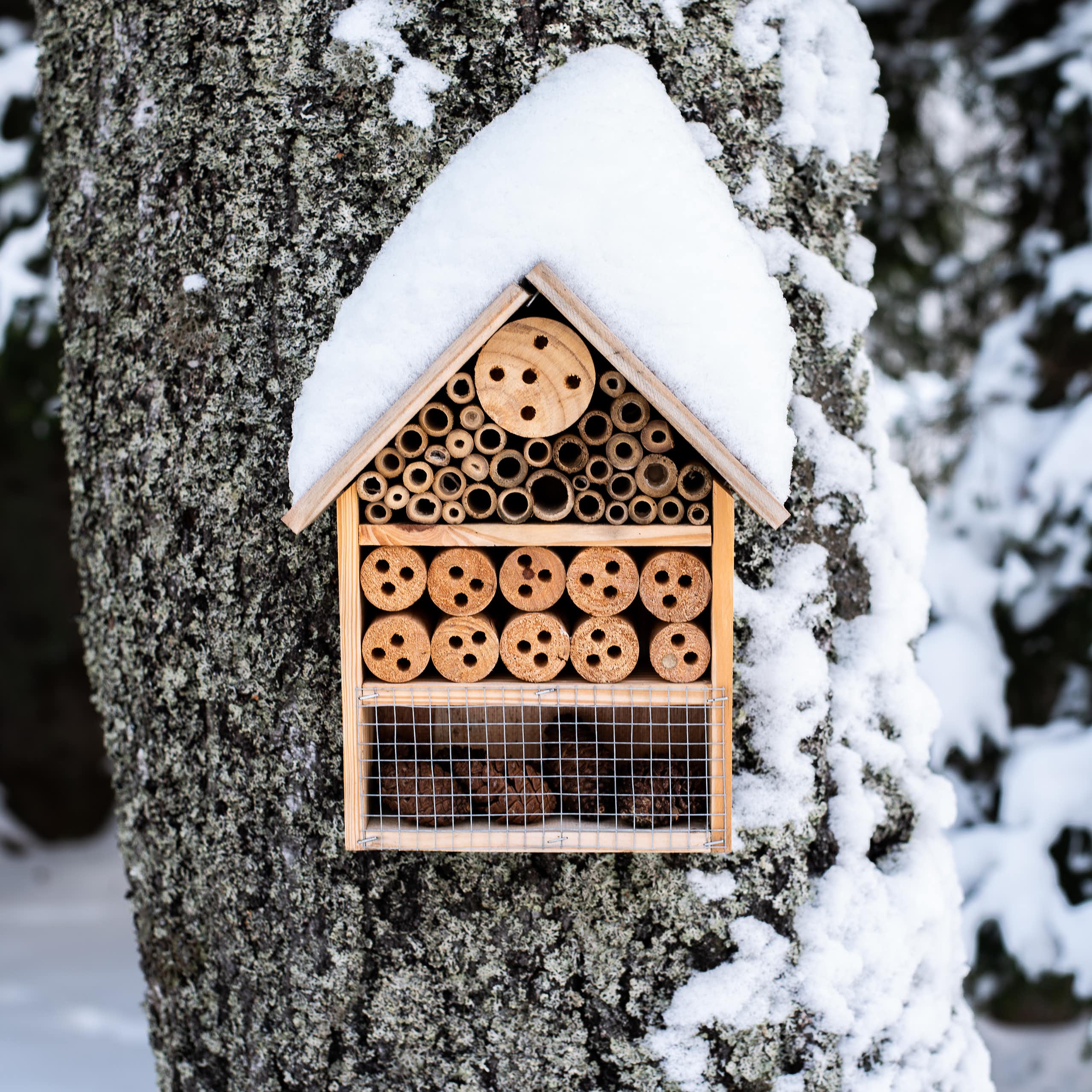 A wooden insect house hung on a snow-covered tree.