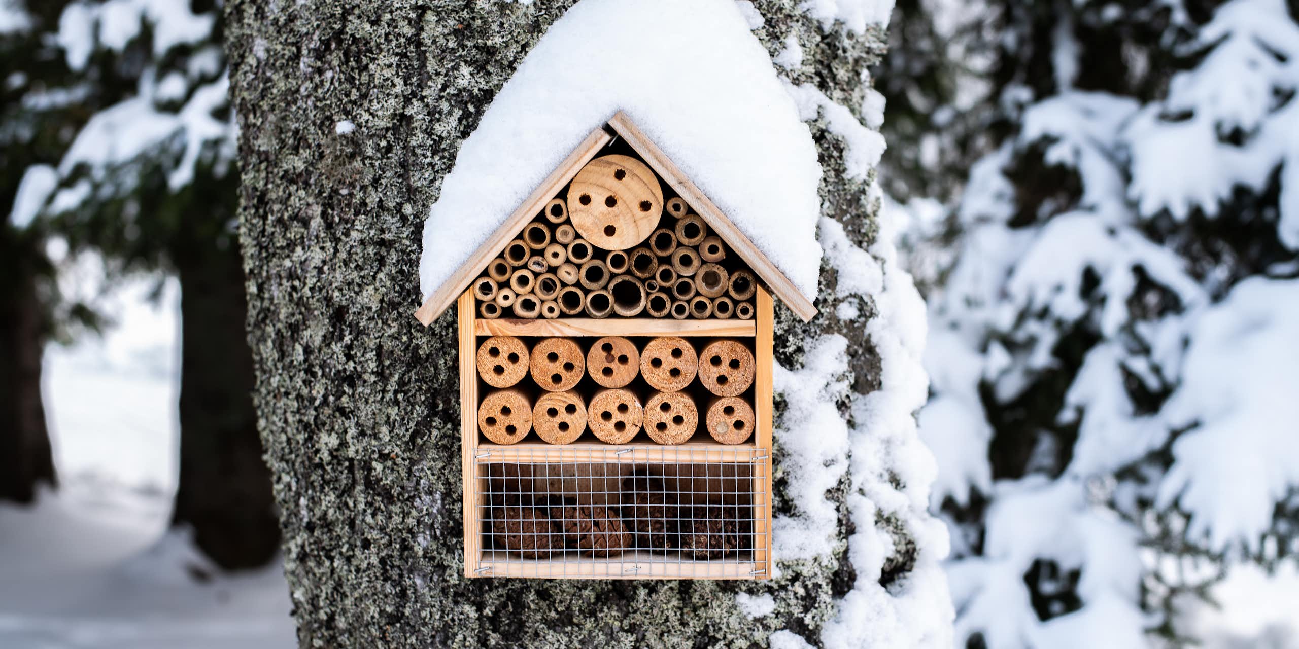 A wooden insect house hung on a snow-covered tree.