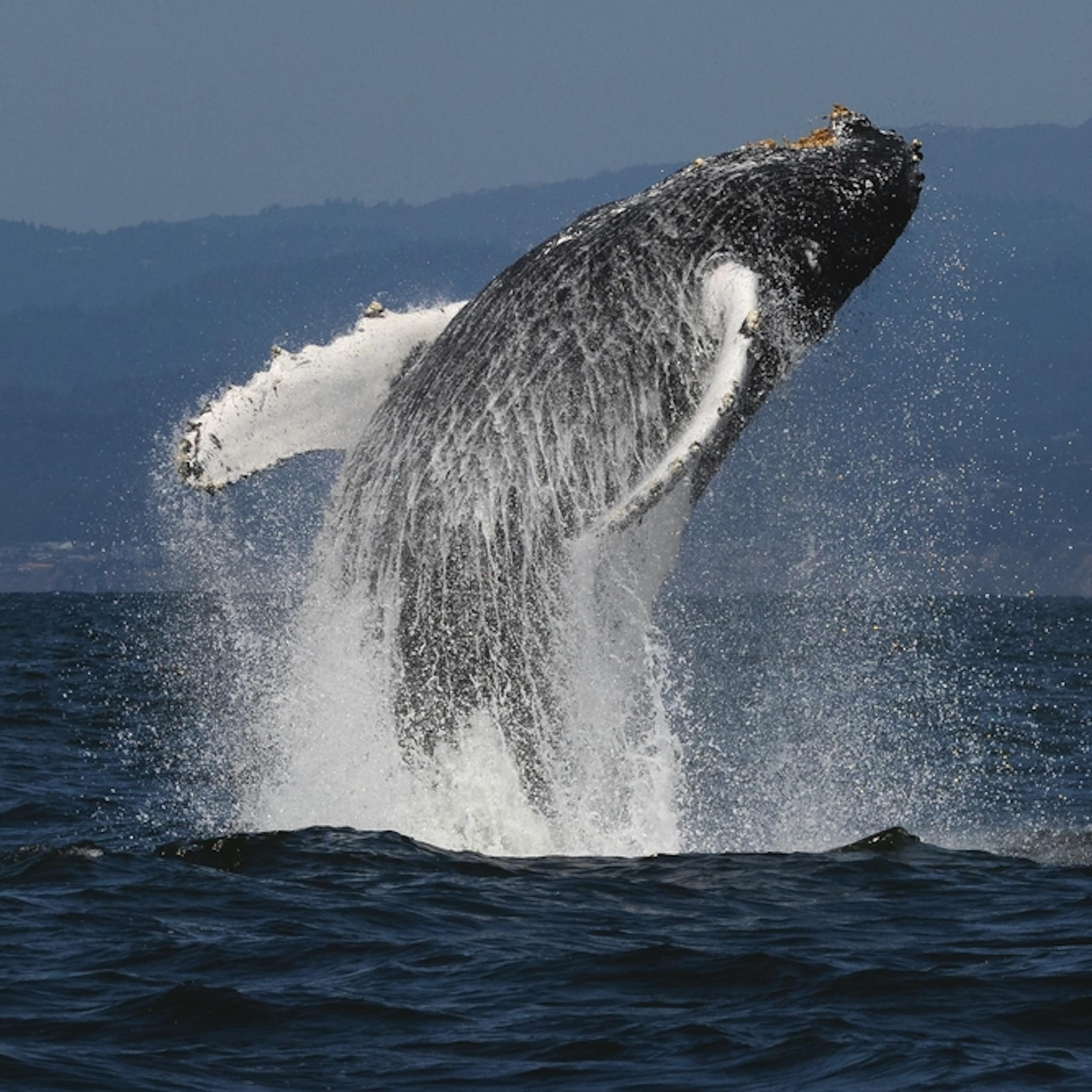baleine qui sort de l'eau
