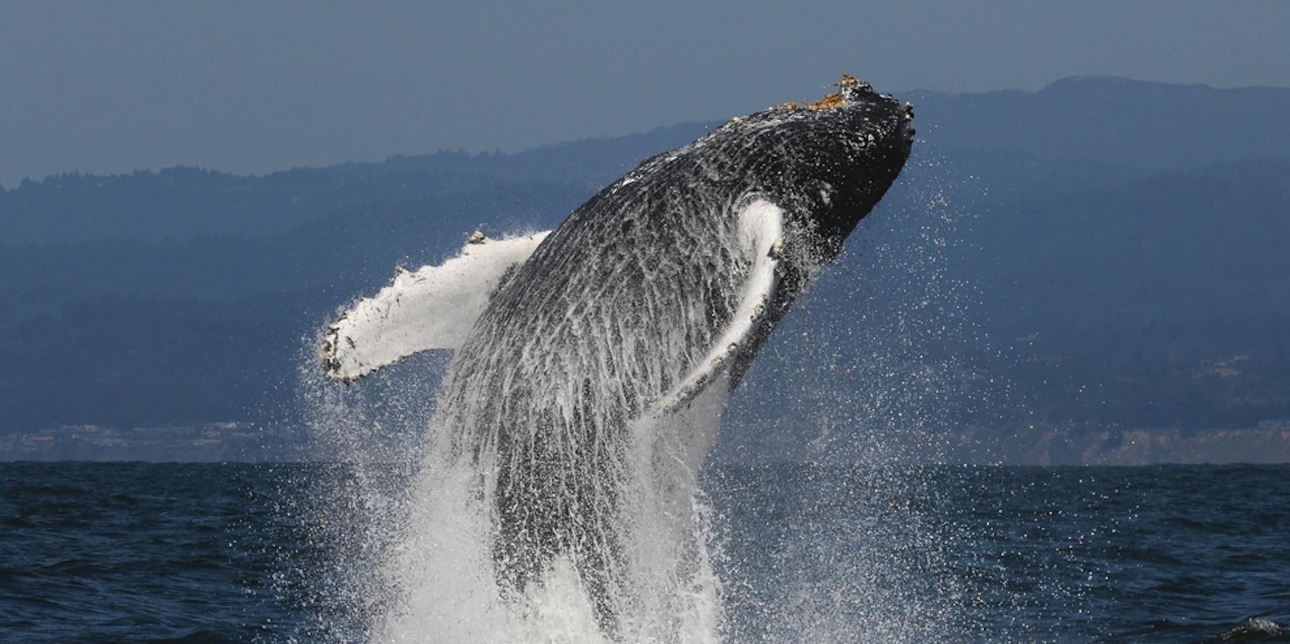 baleine qui sort de l'eau