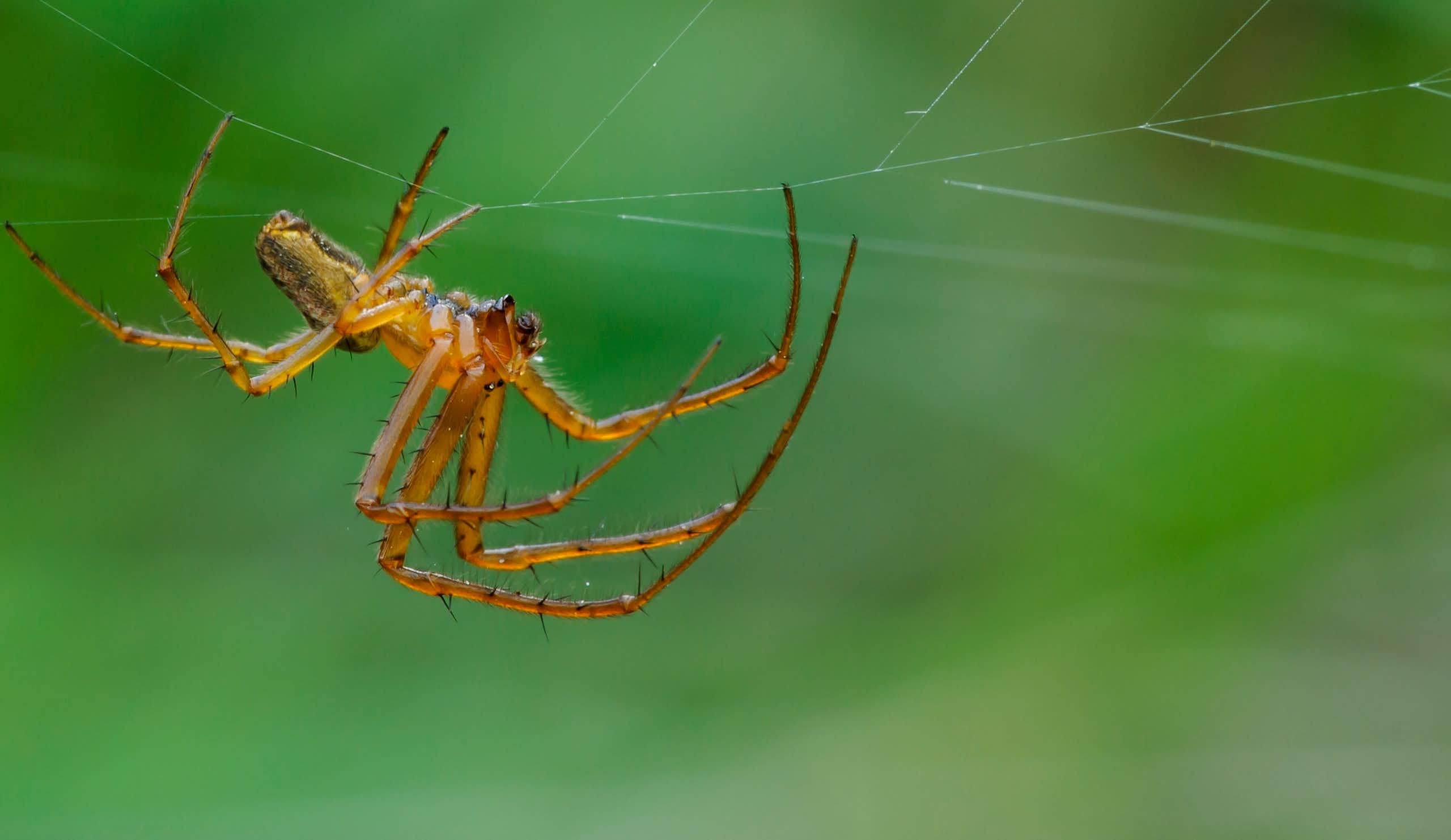 Aranha de jardim macho, Araneus diadematus.
