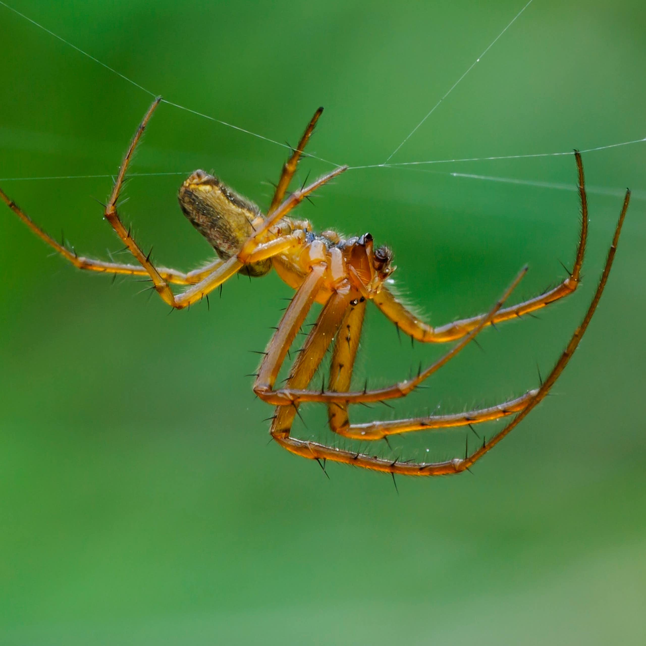Aranha de jardim macho, Araneus diadematus.