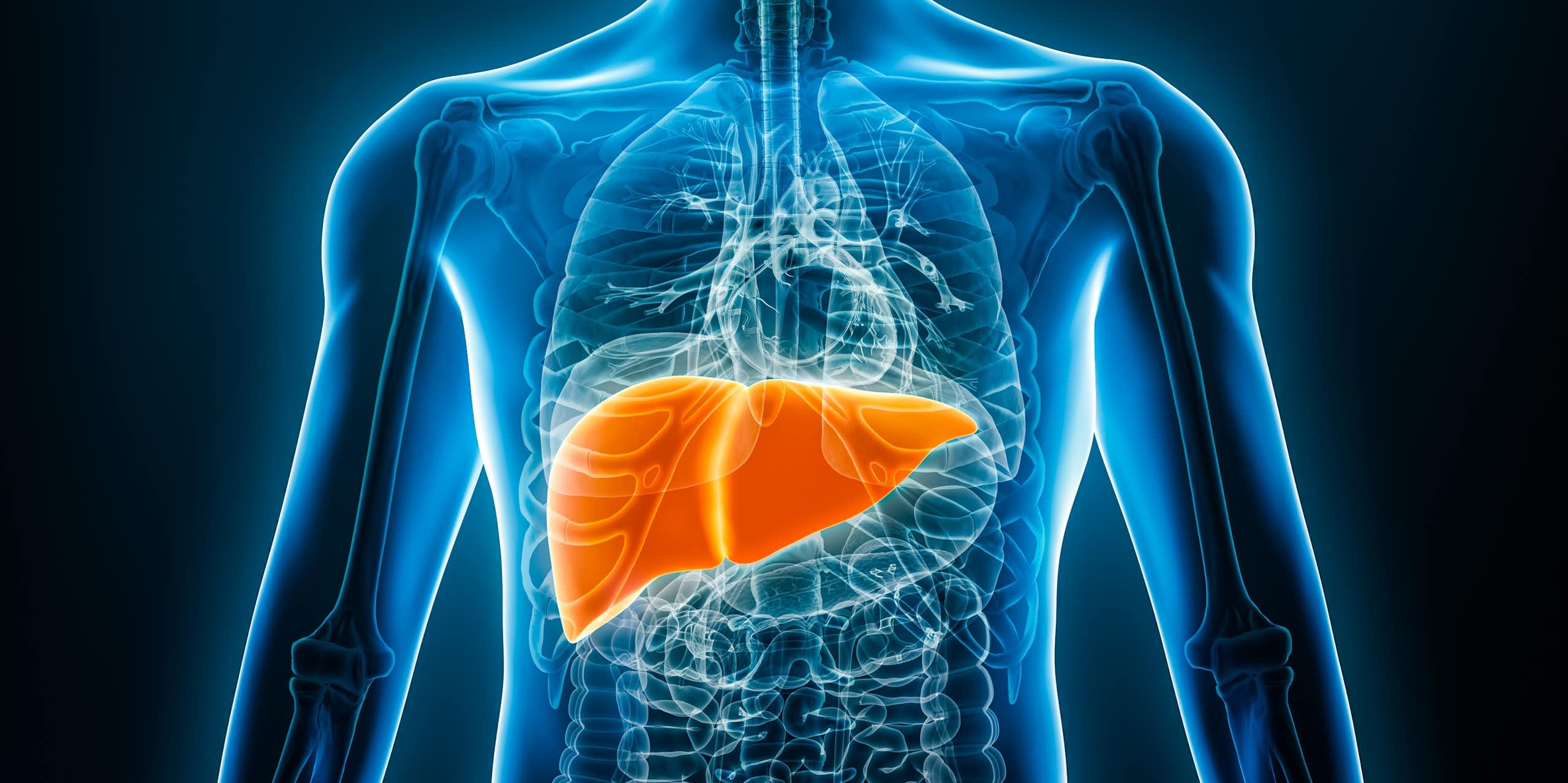 A digital drawing of a liver inside a person's body.