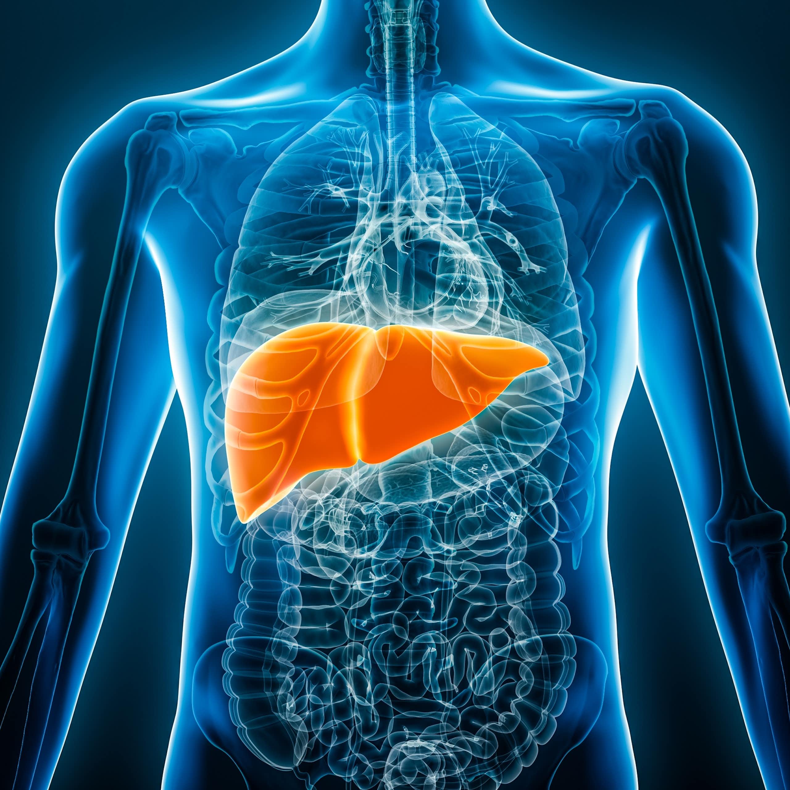 A digital drawing of a liver inside a person's body.