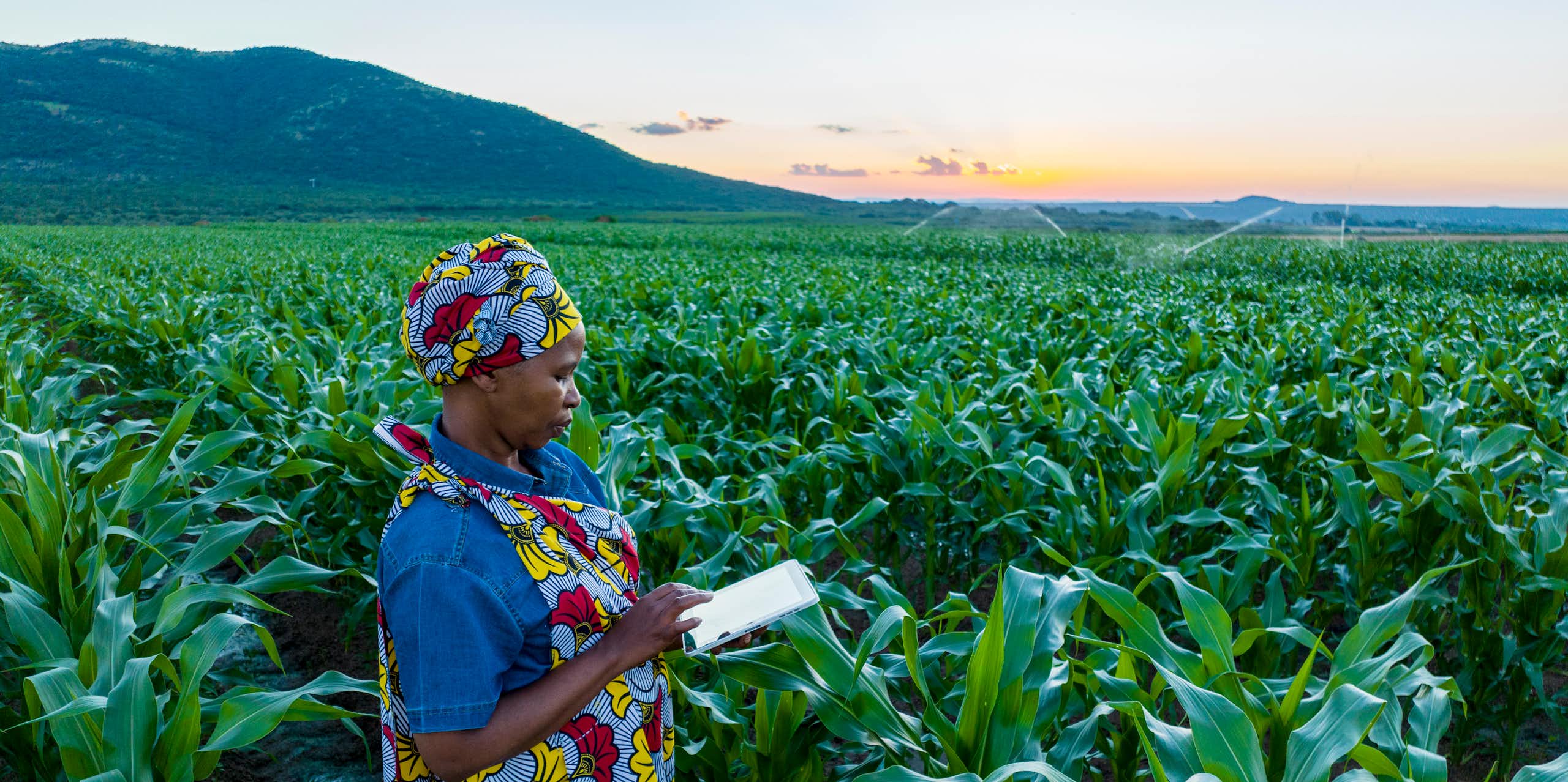 A woman consults a tablet computer while standing in an abundant maize field