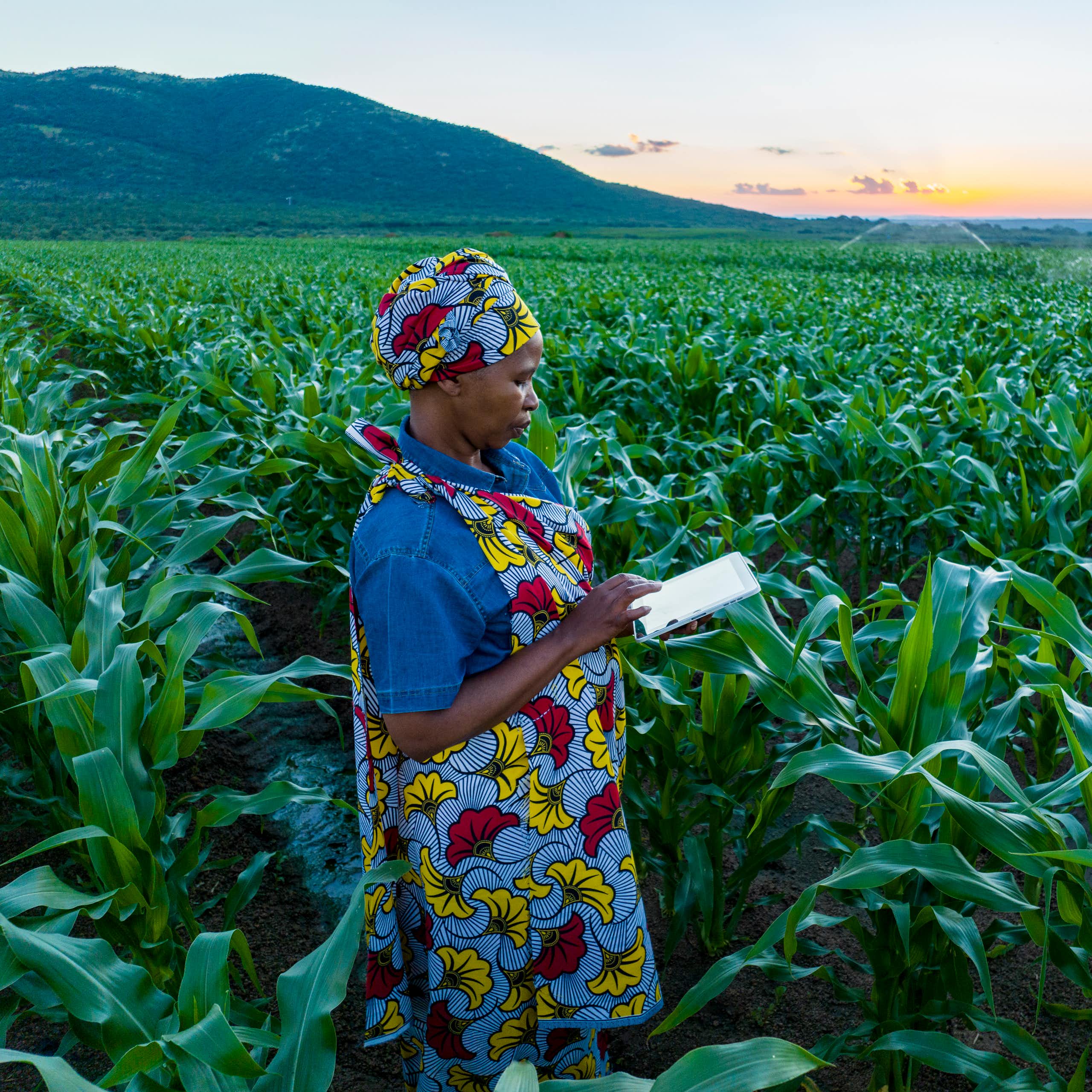 A woman consults a tablet computer while standing in an abundant maize field