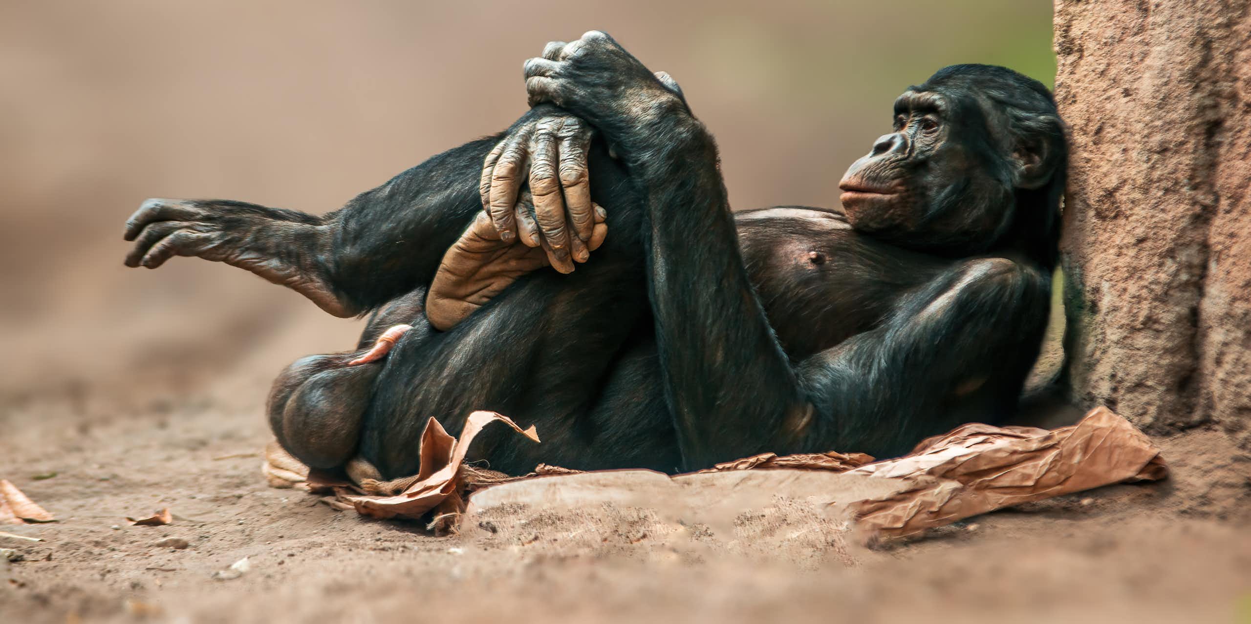 O osso do pênis: o tesouro que a evolução negou aos homens