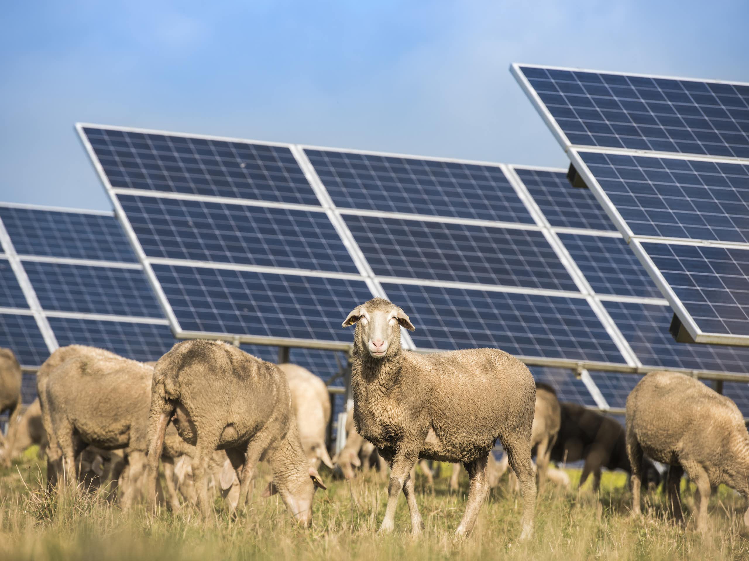 Sheep graze in a field in front of solar panels