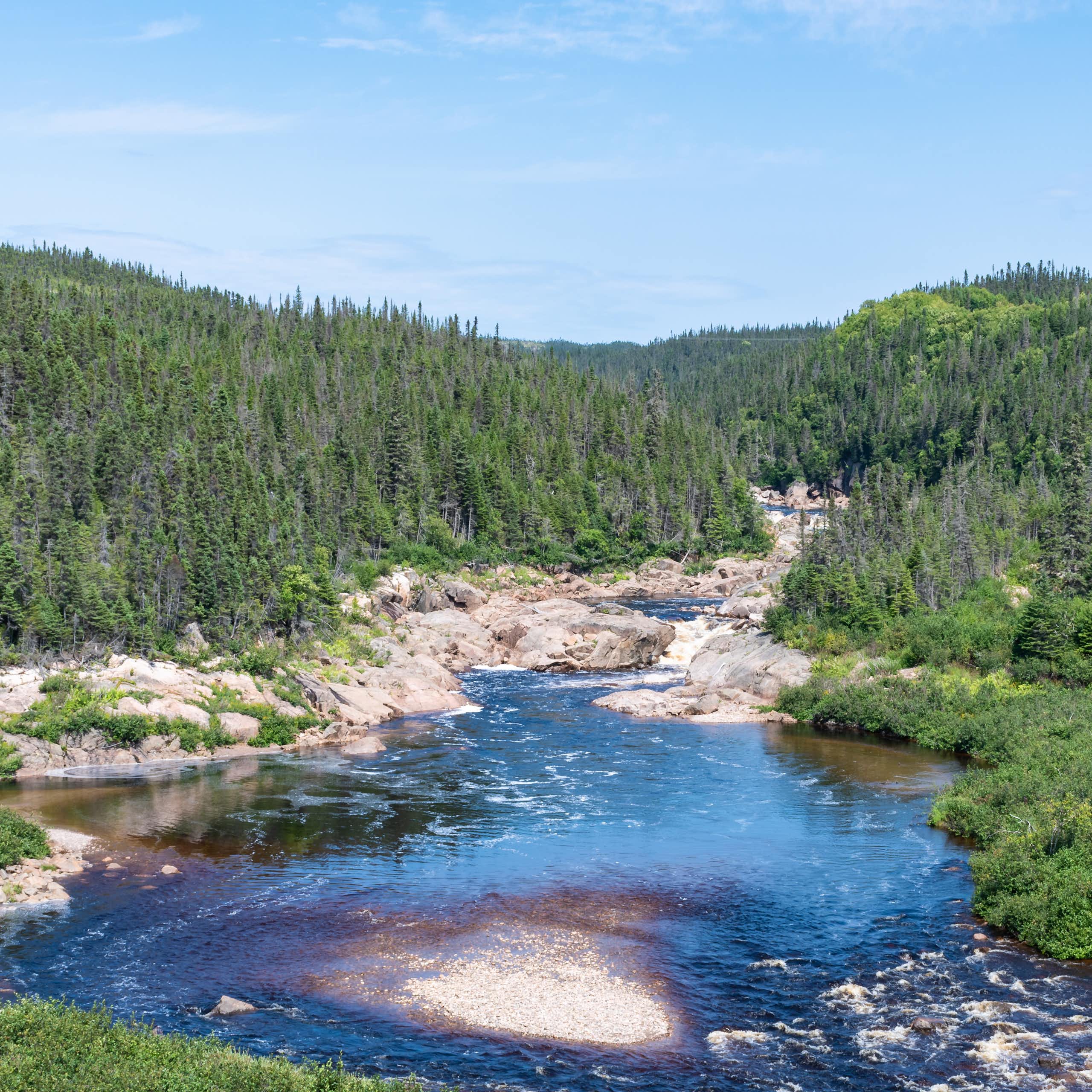 Une rivière sauvage, bordée par une forêt de conifères