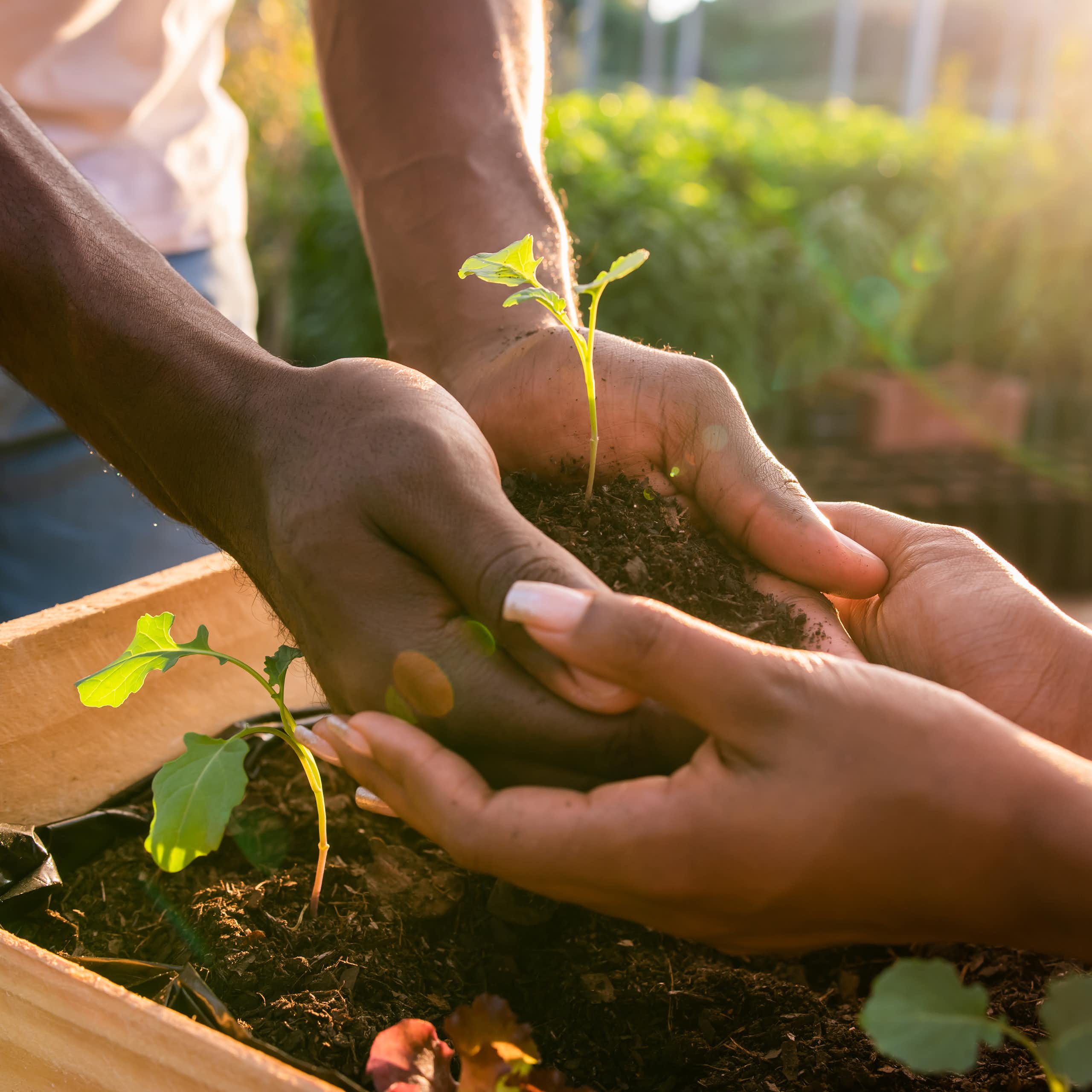 Two people hold seedlings, touching hands