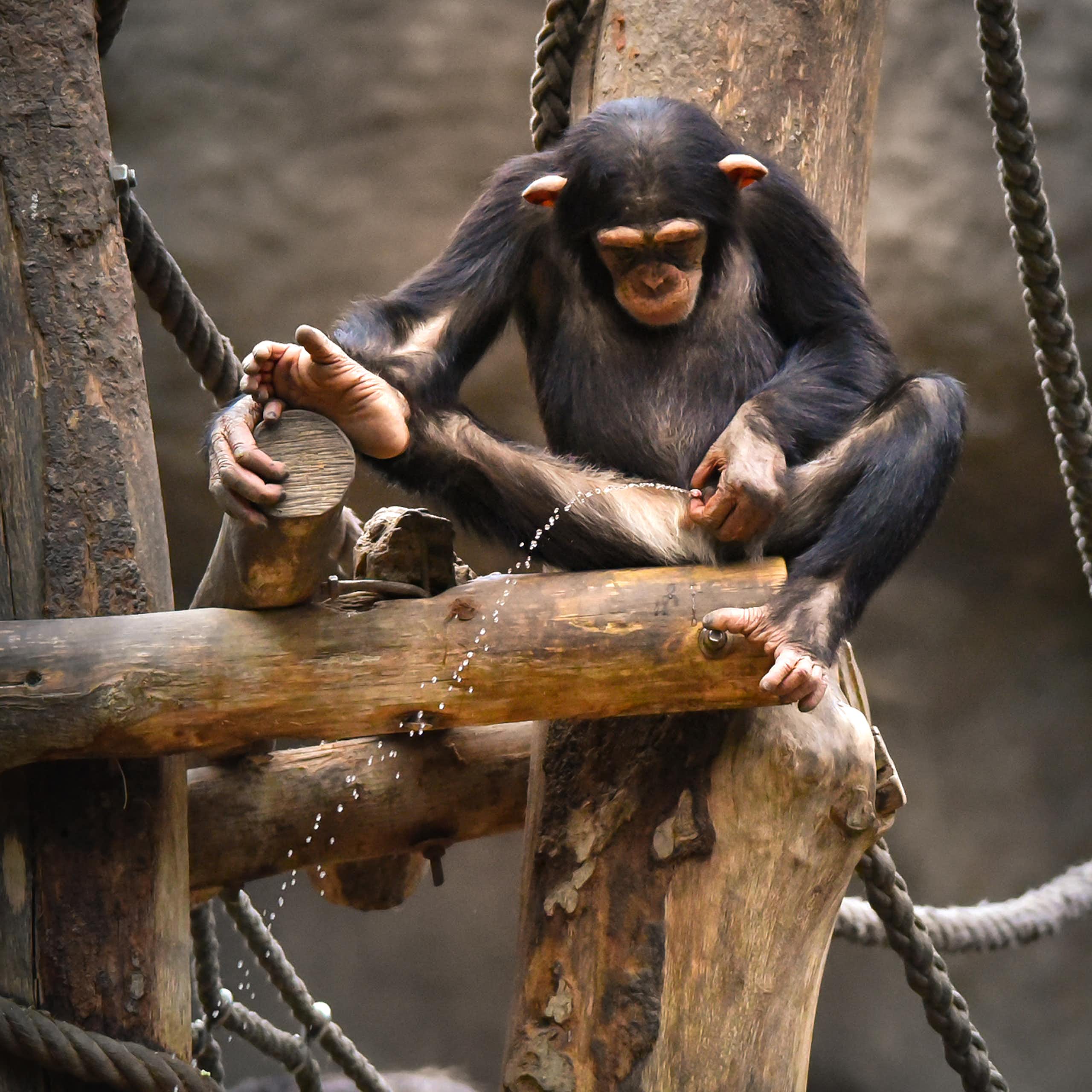Os chimpanzés (também) urinam juntos para fazer amigos
