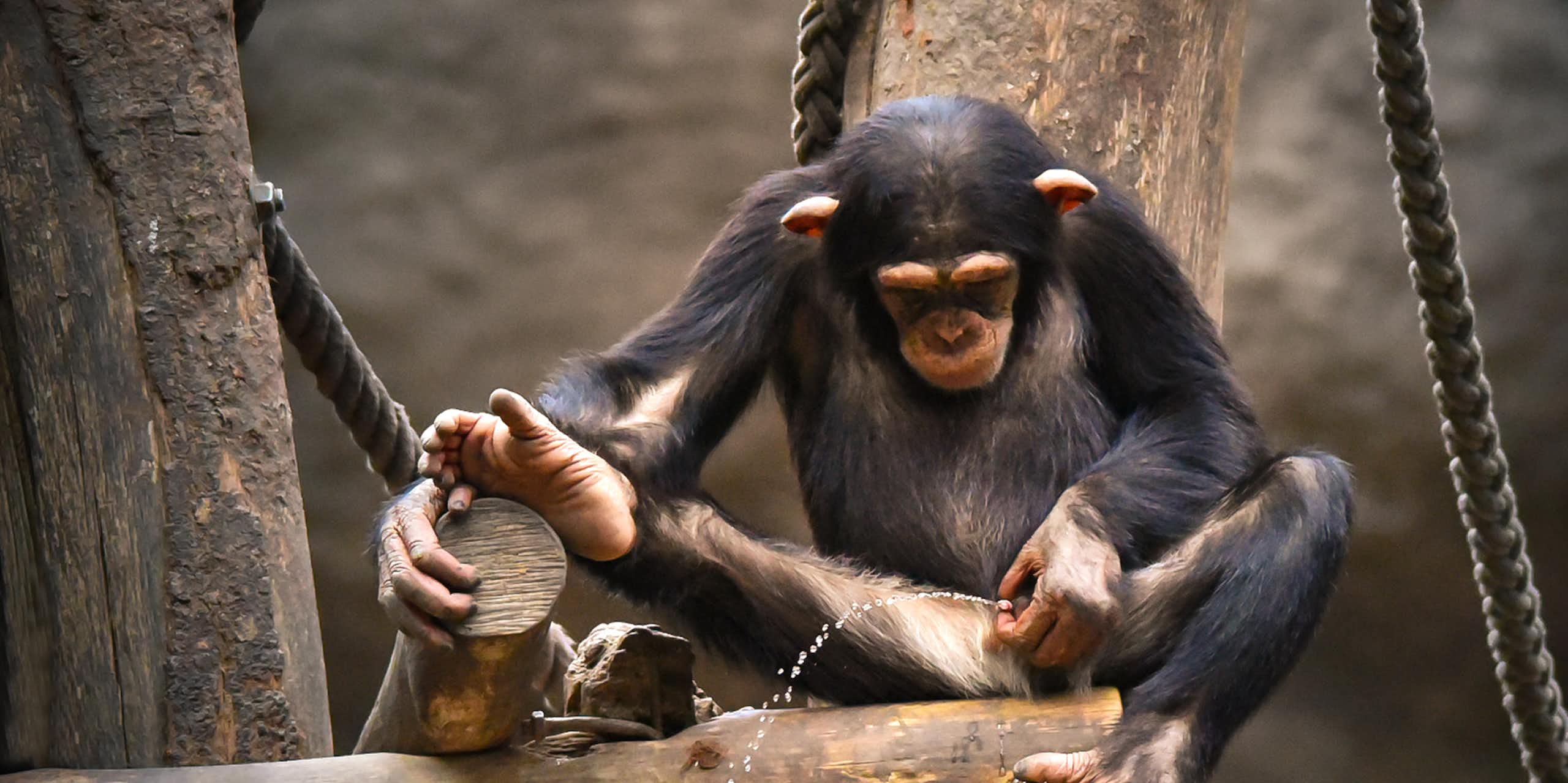Los chimpancés (también) orinan juntos para hacer amigos