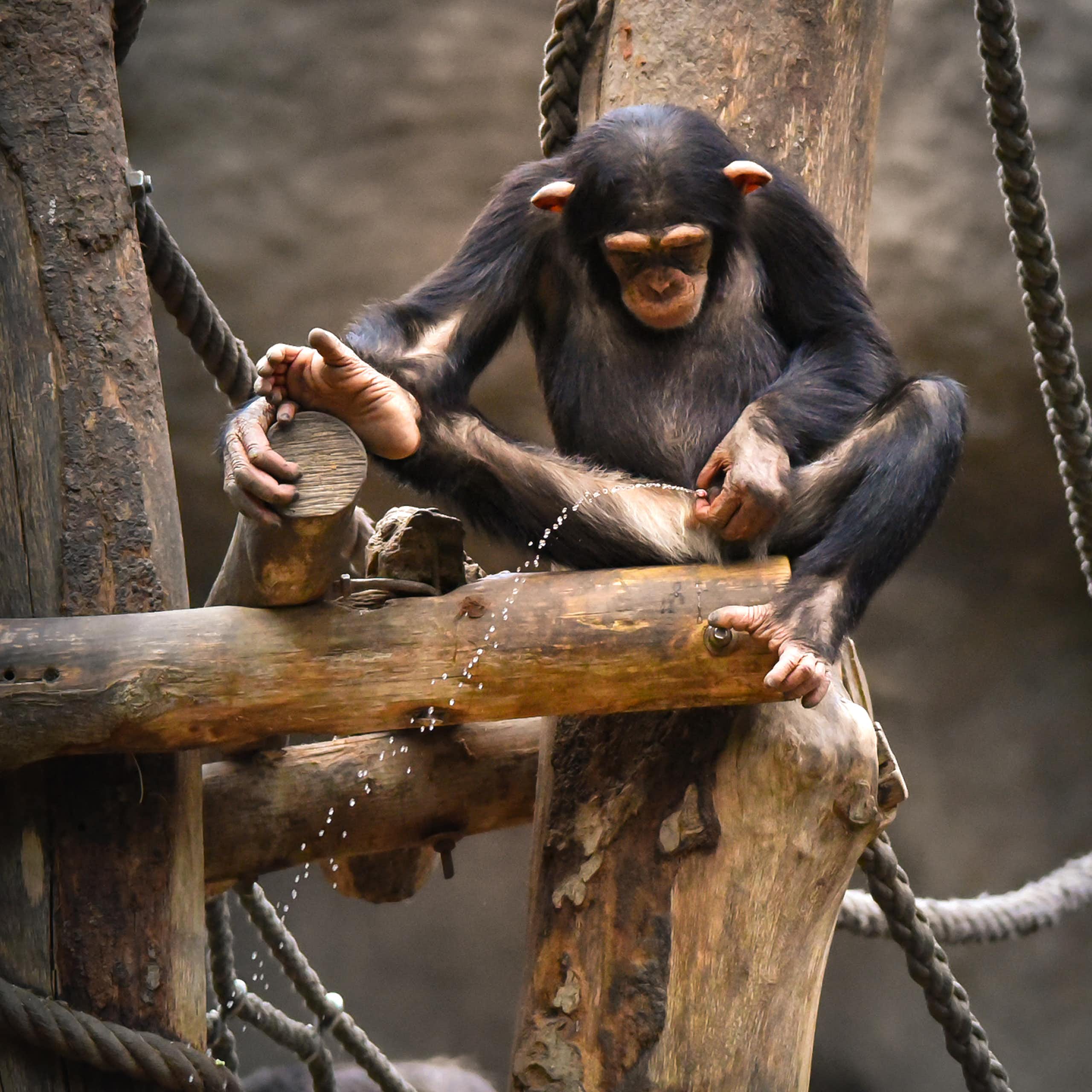 Los chimpancés (también) orinan juntos para hacer amigos