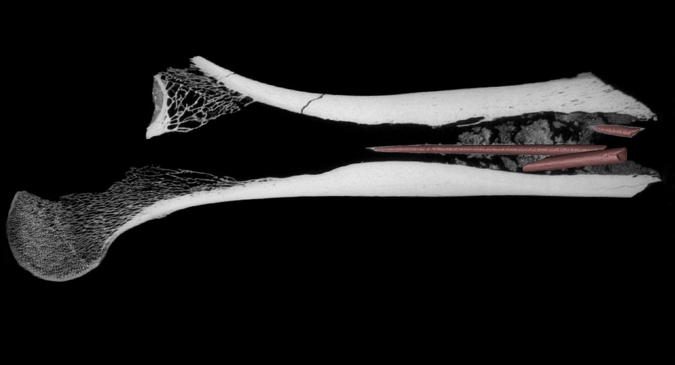 Discovery in South Africa holds oldest evidence of mixing ingredients to make arrow poison