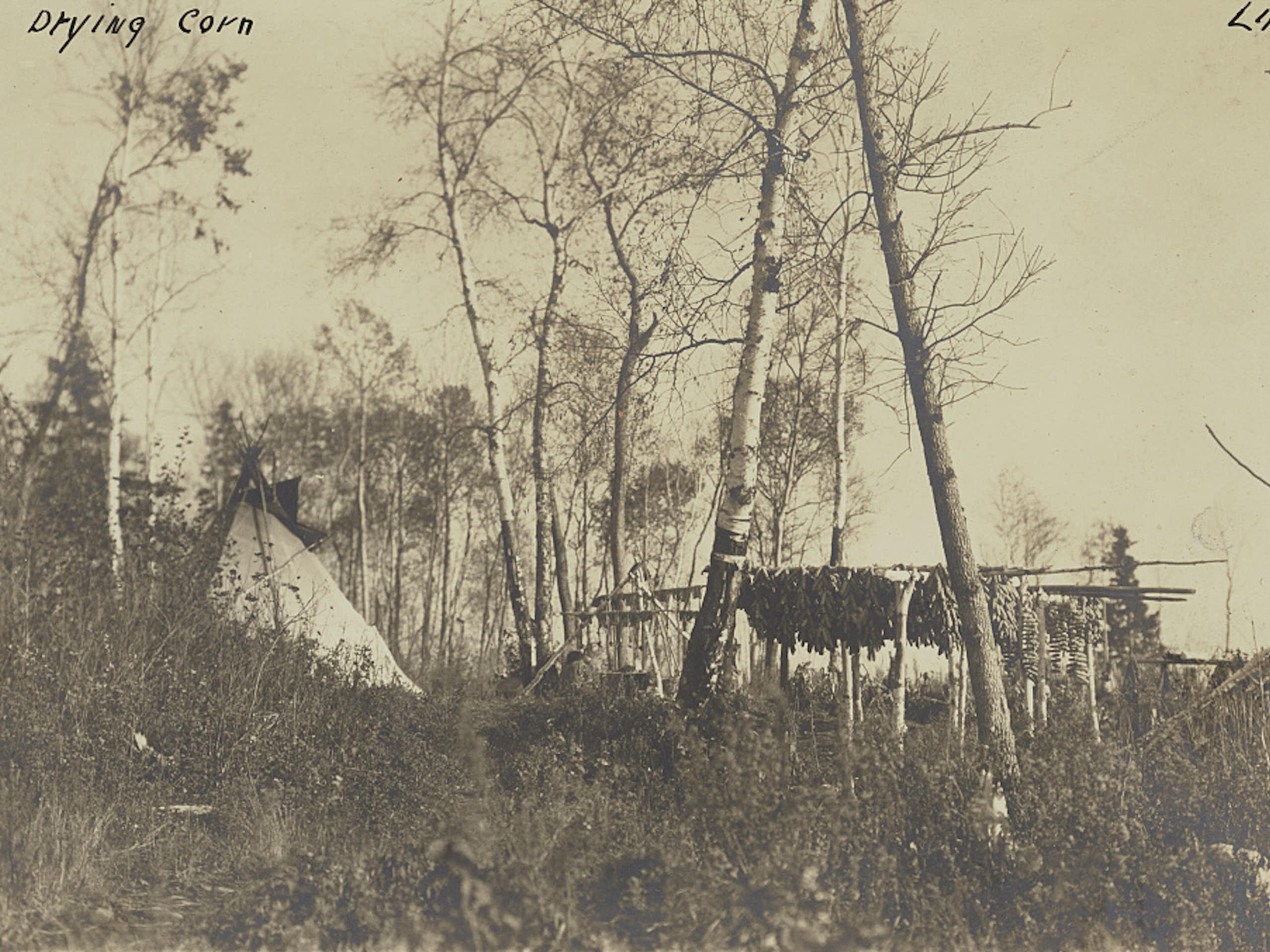 This black and white photos shows a tent and trees and corn drying on a line between two tall trees. 