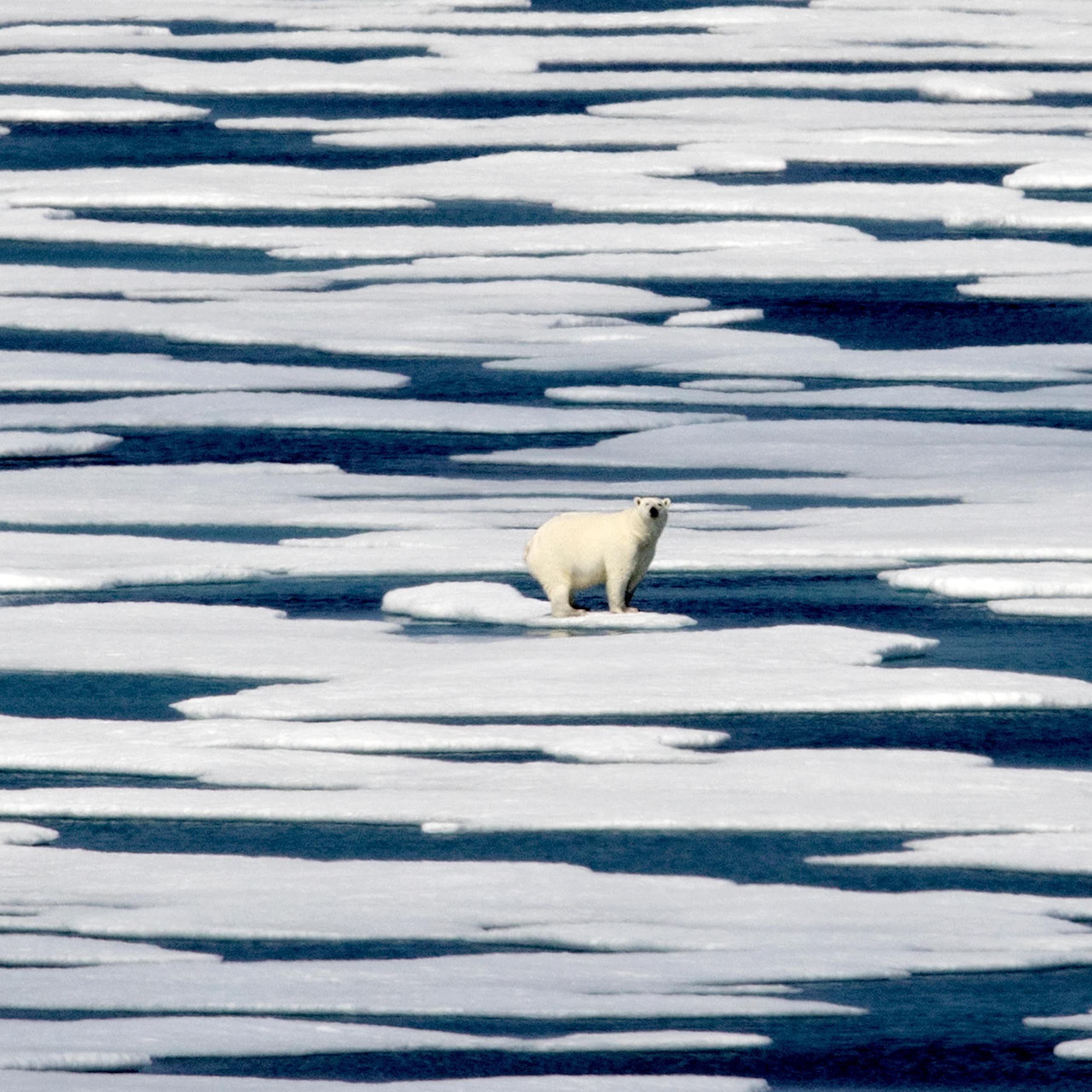 A polar bear is seen on an ice floe in a body of water strewn with ice.