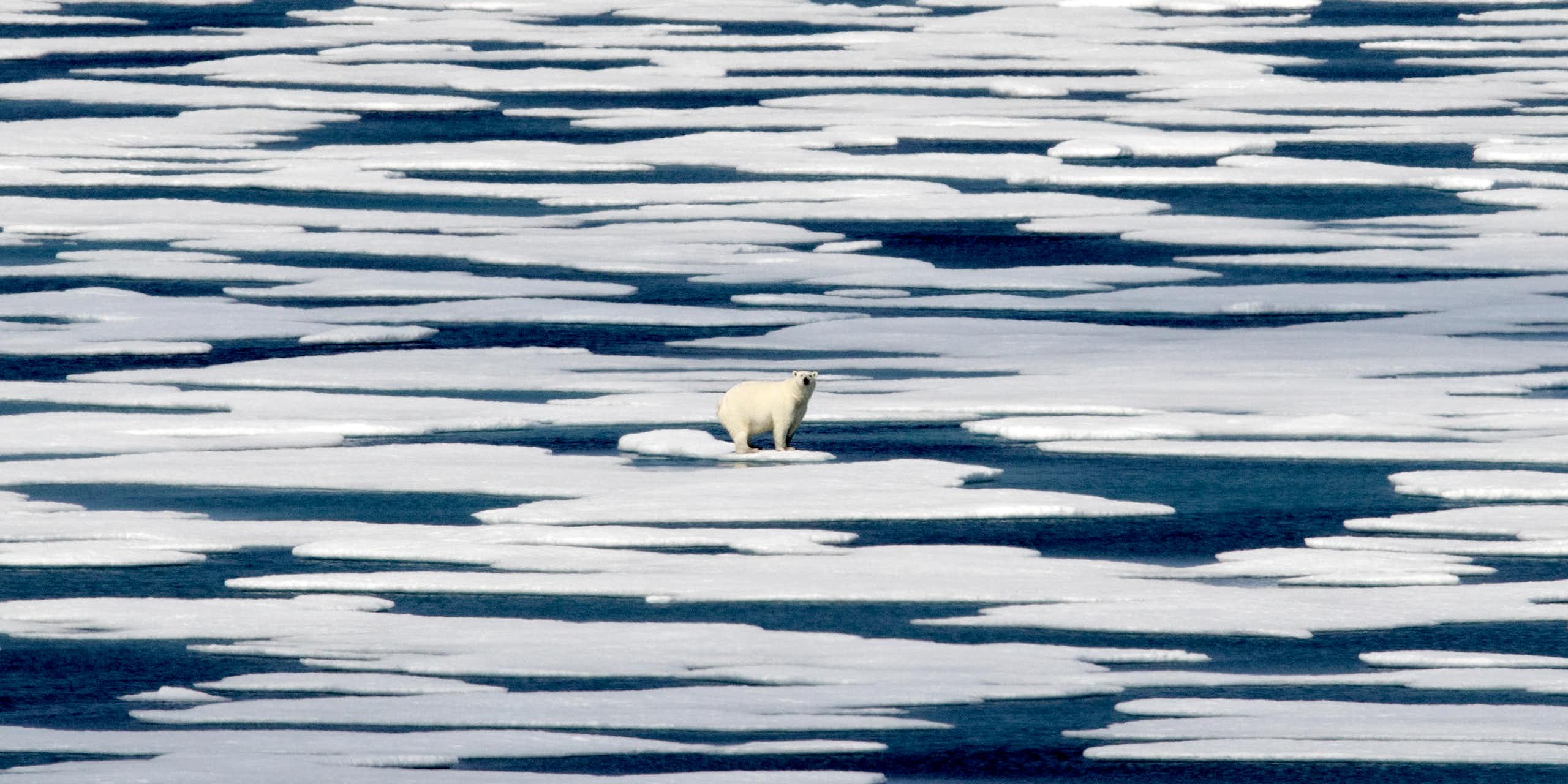 A polar bear is seen on an ice floe in a body of water strewn with ice.