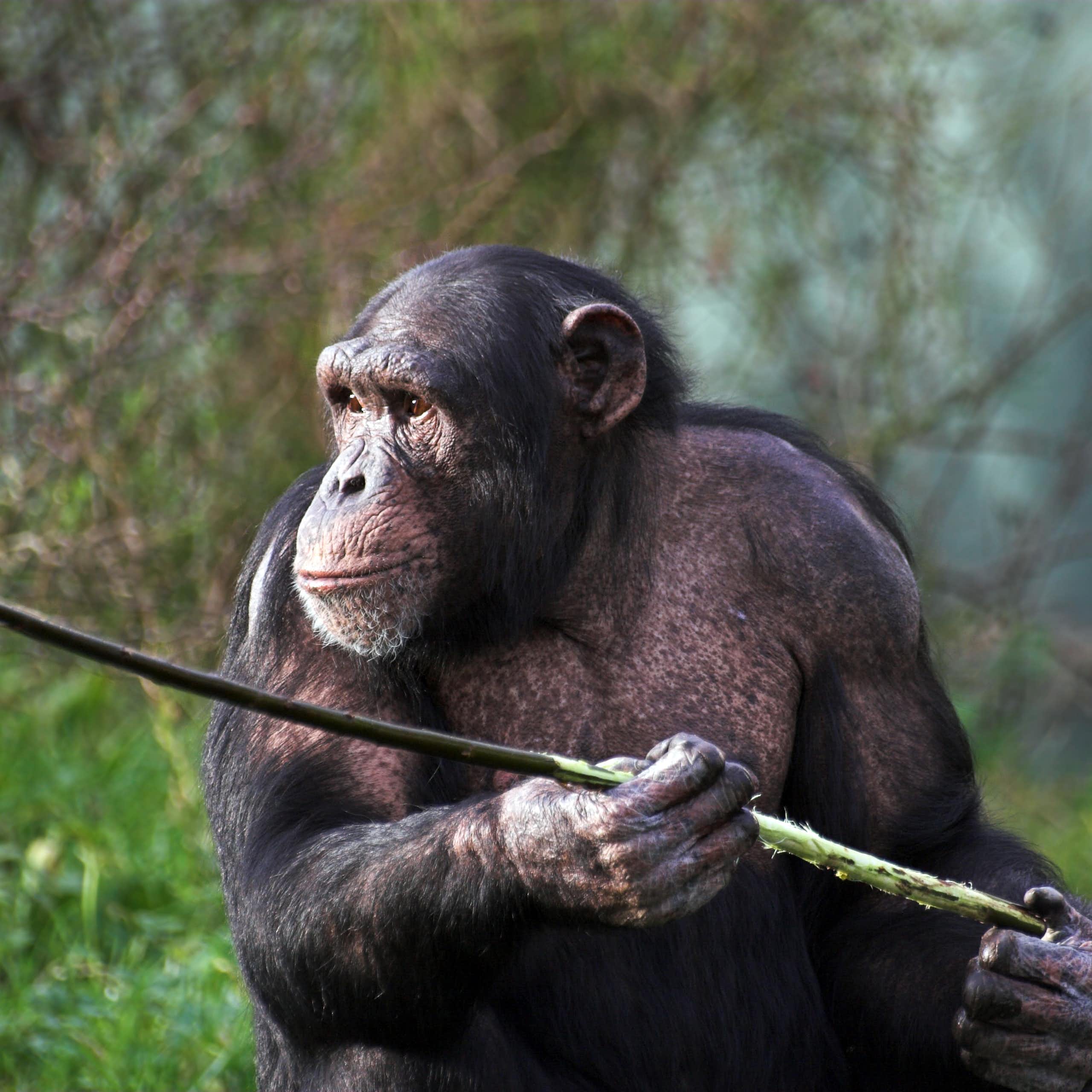Chimpanzees hunting for honey are cleverer than we thought