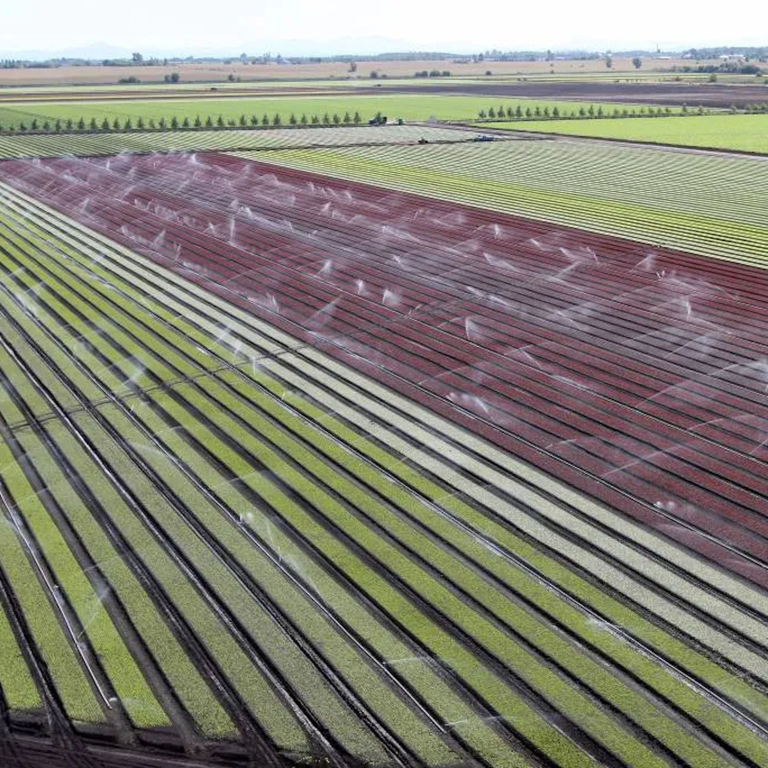 agricultural land
