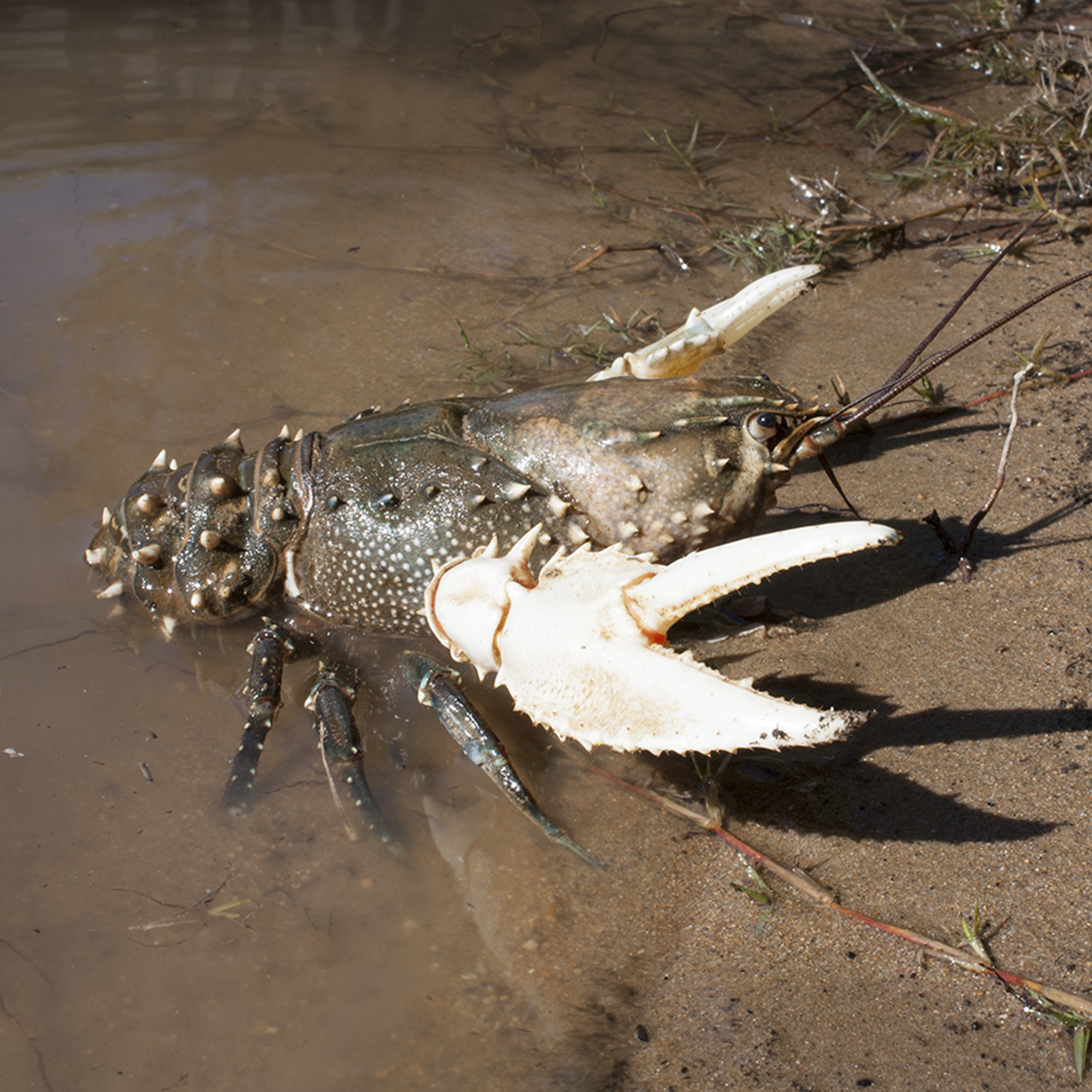 The world’s second largest freshwater crayfish was once plentiful in Australia’s longest river – we’re bringing it back